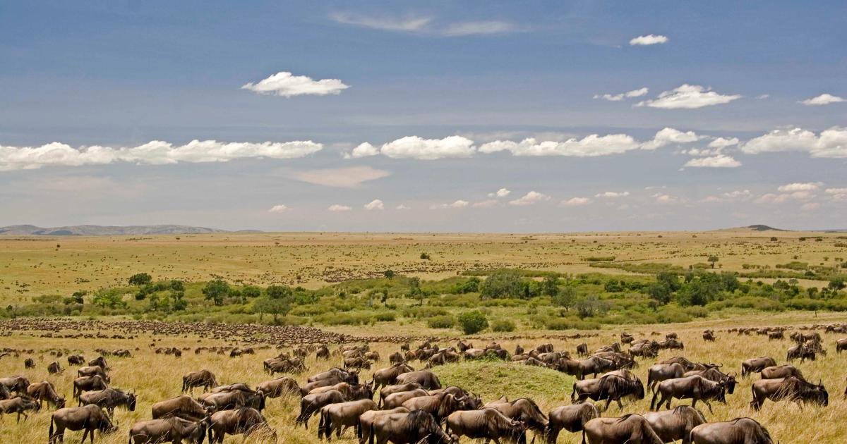 Safari Guides, Kenya Travel, Travel Costs