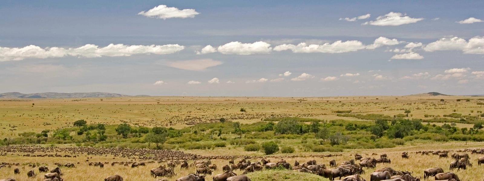 Safari Guides, Kenya Travel, Travel Costs