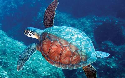 Caretta Caretta'ların Huzurlu Durağı