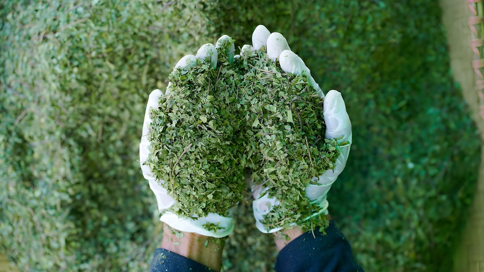 Freshly processed kratom leaves prepared for quality control and export