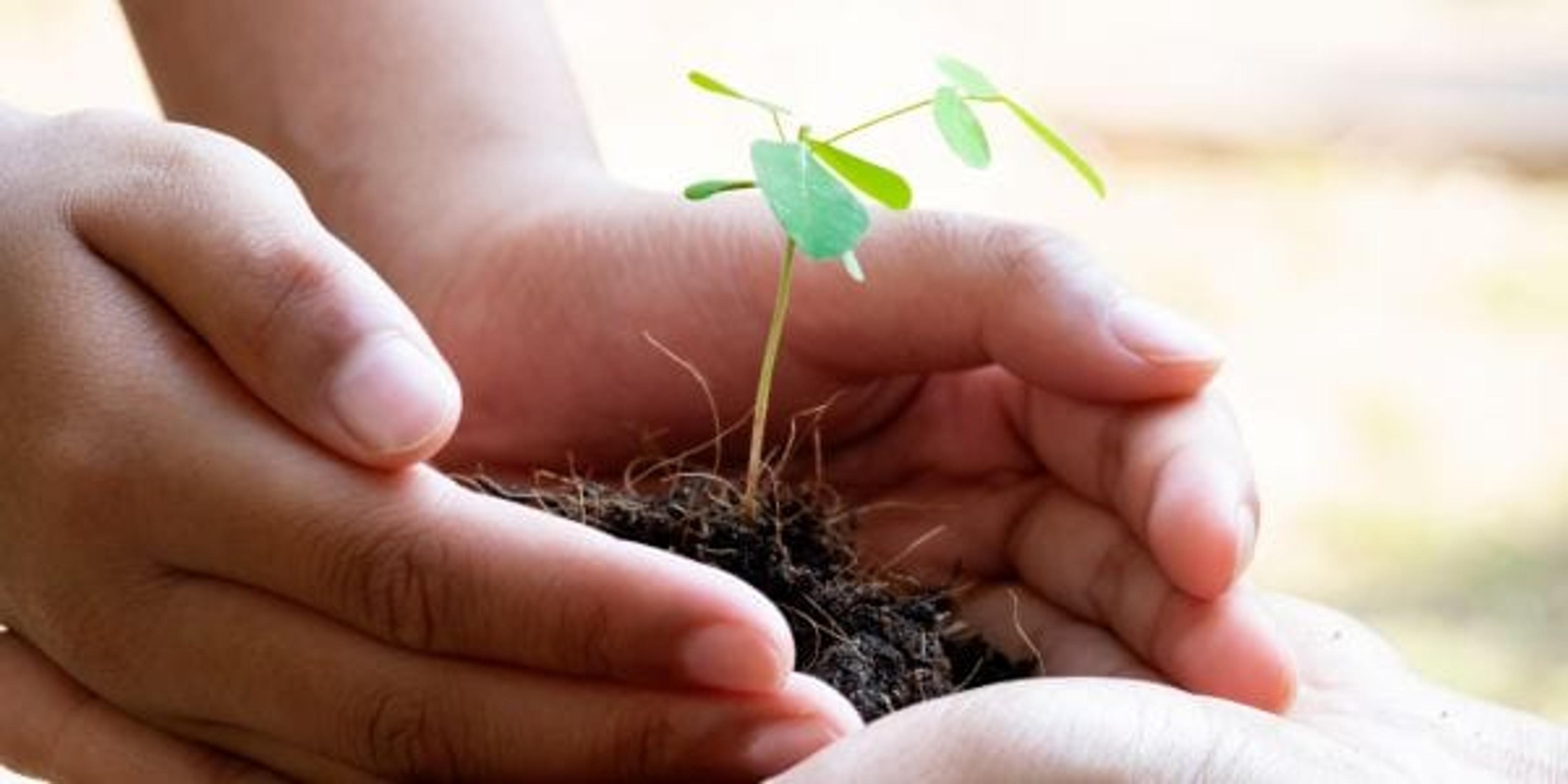 Hands holding dirt and a plant sprout