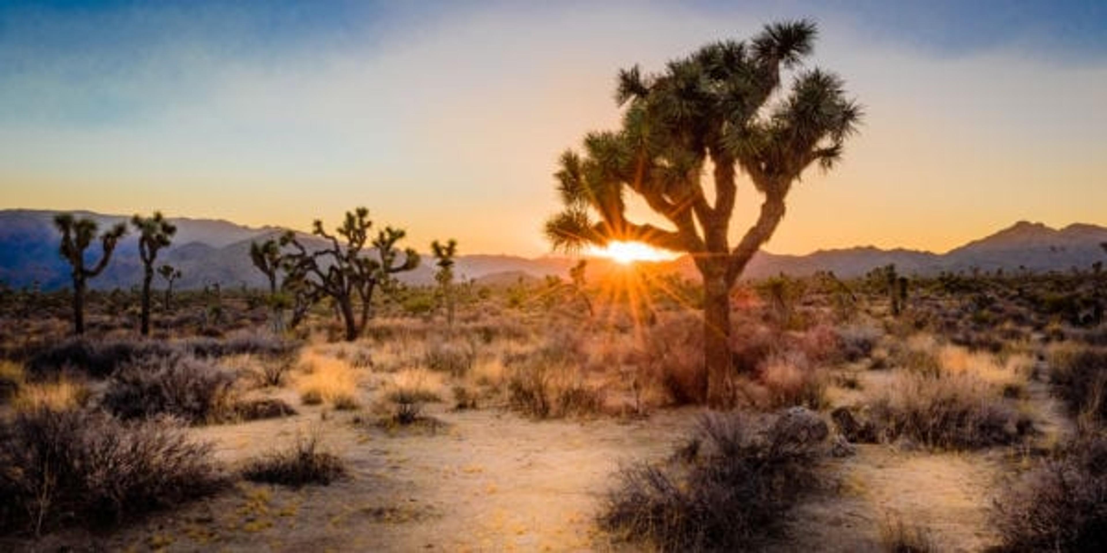 Photo of a joshua tree against the sunset.