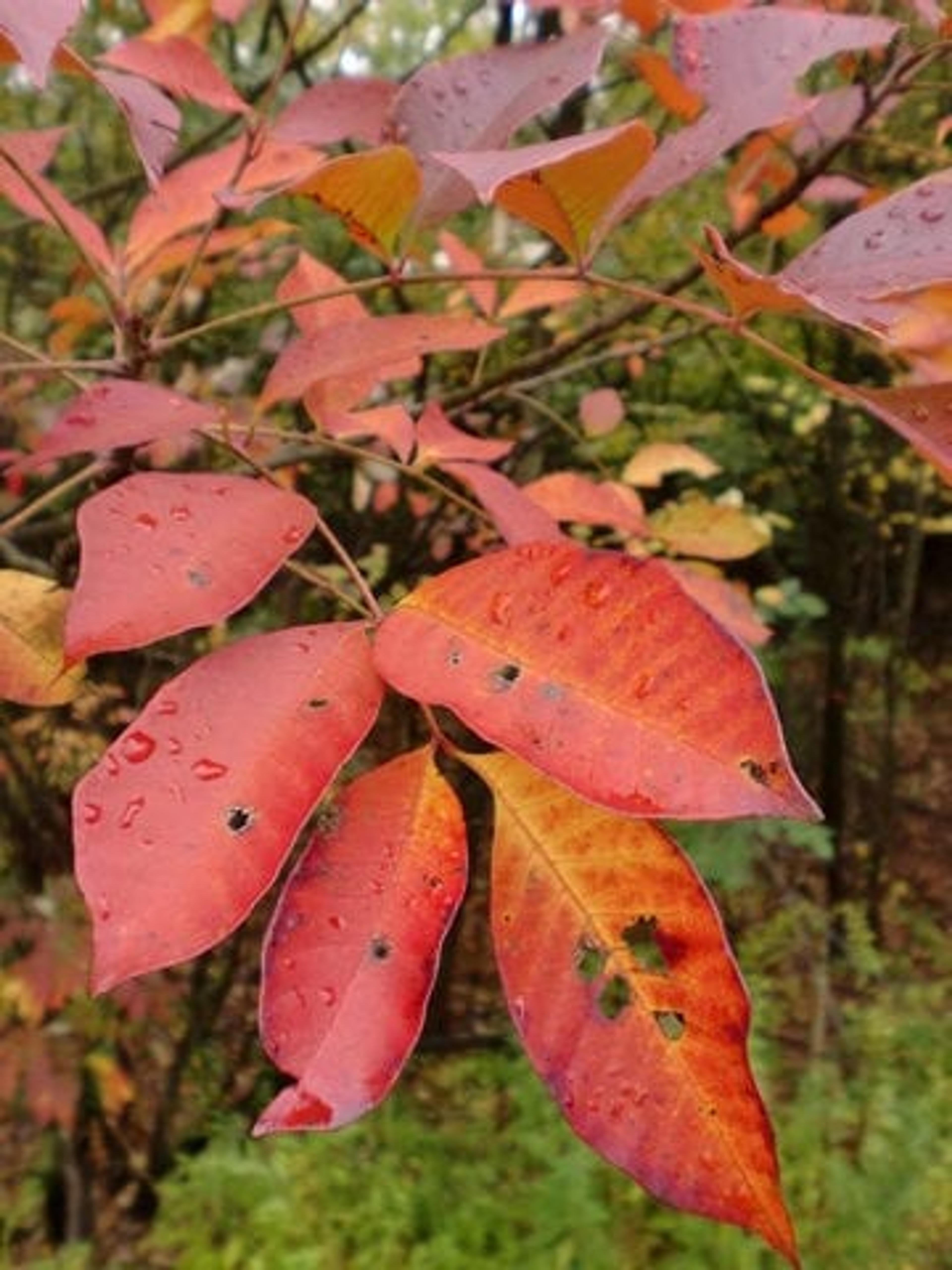 (Poison Sumac Pictured)