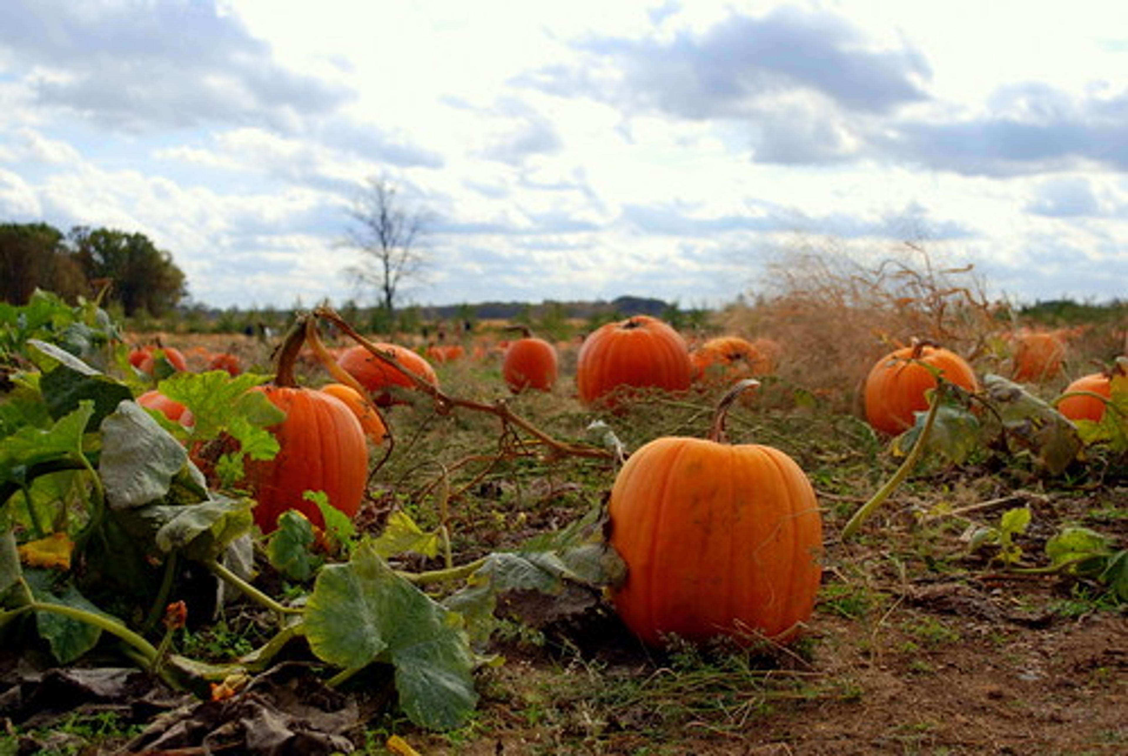 Pumpkin patch