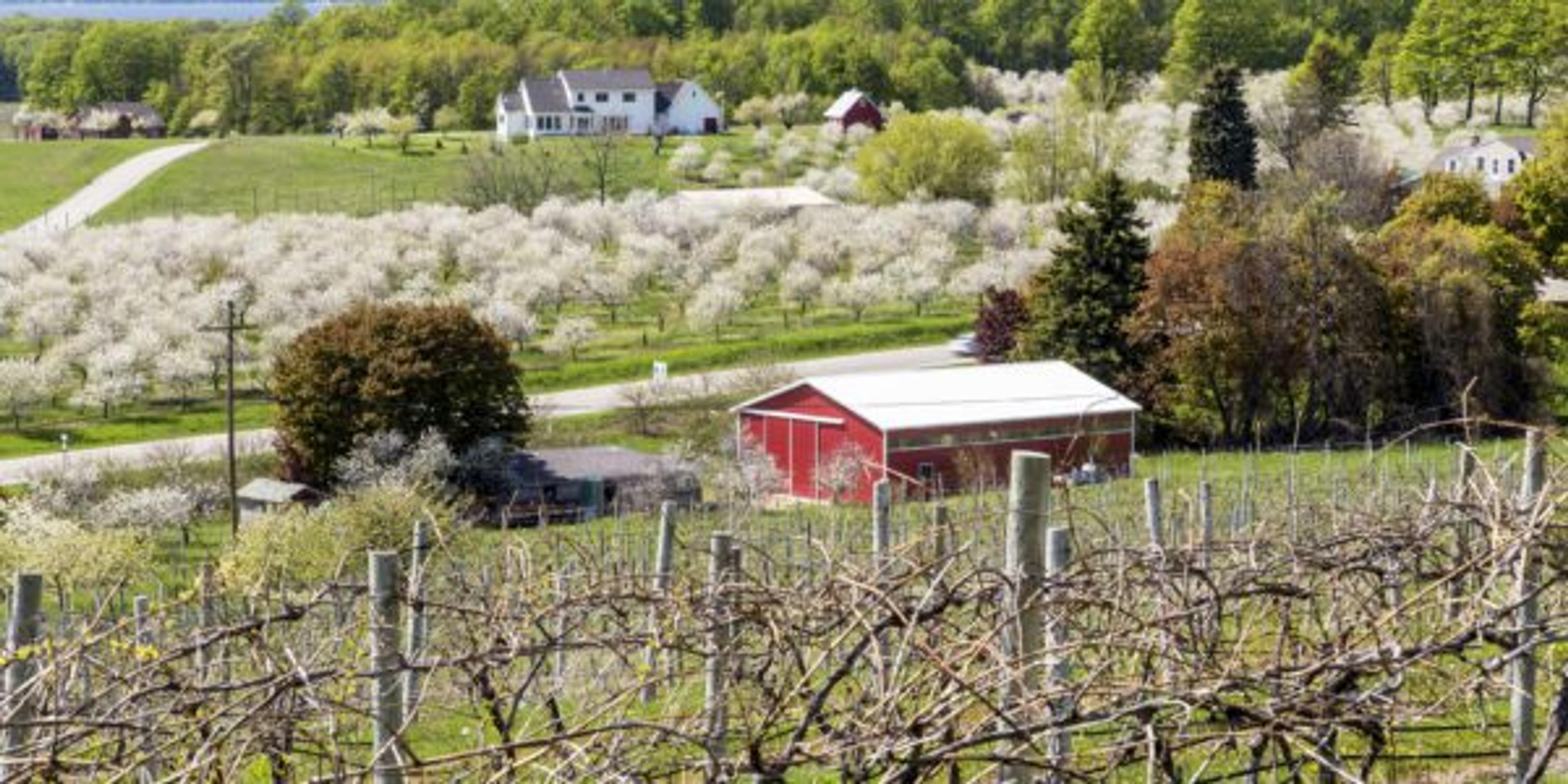 Cherry Blossom in Traverse City in Michigan