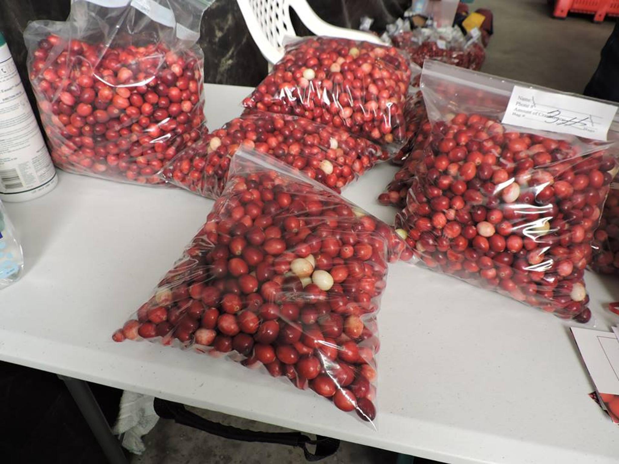 From the Bog A Look Inside the Michigan Cranberry Company