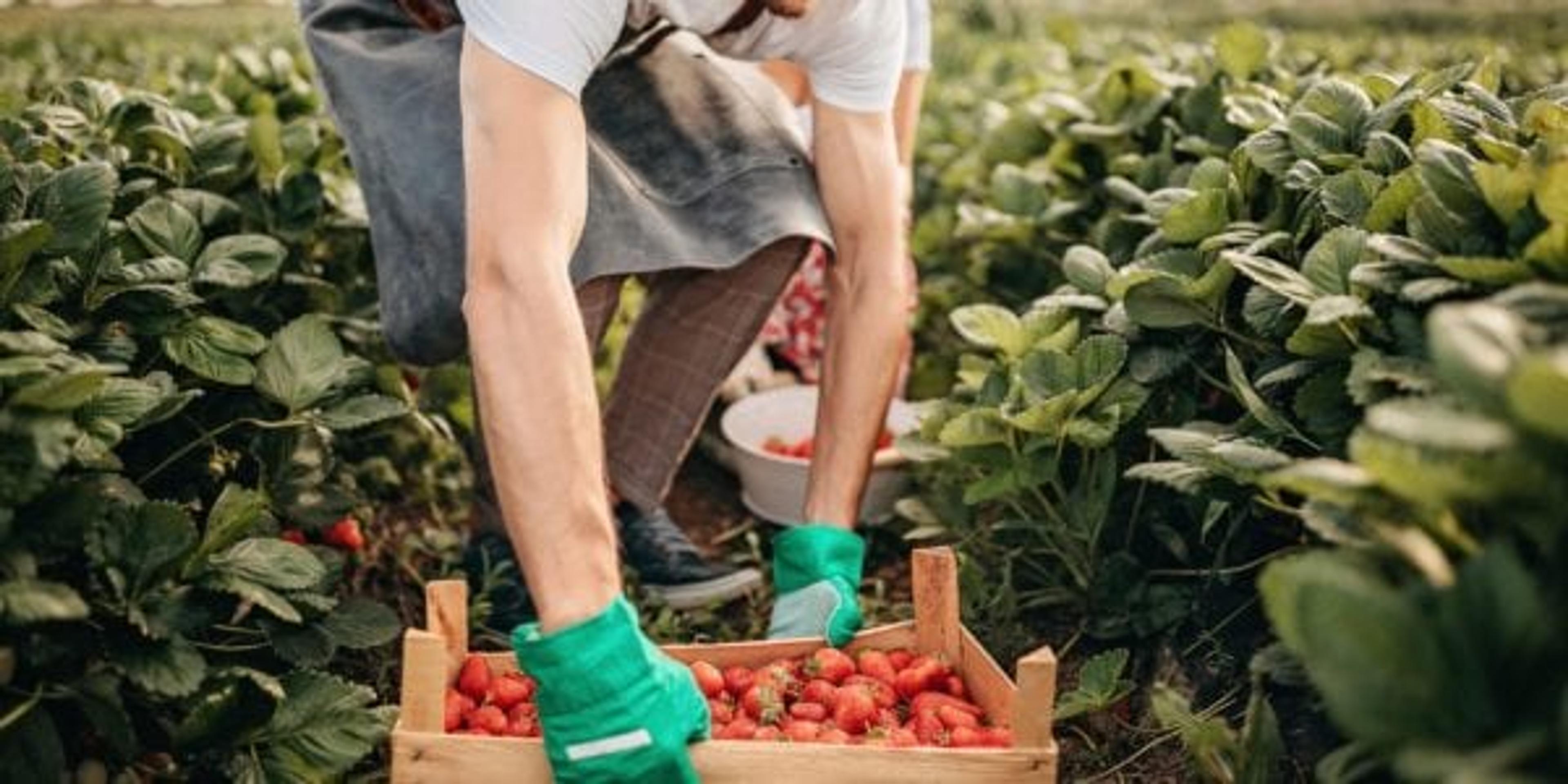 Man picking strawberries in farm