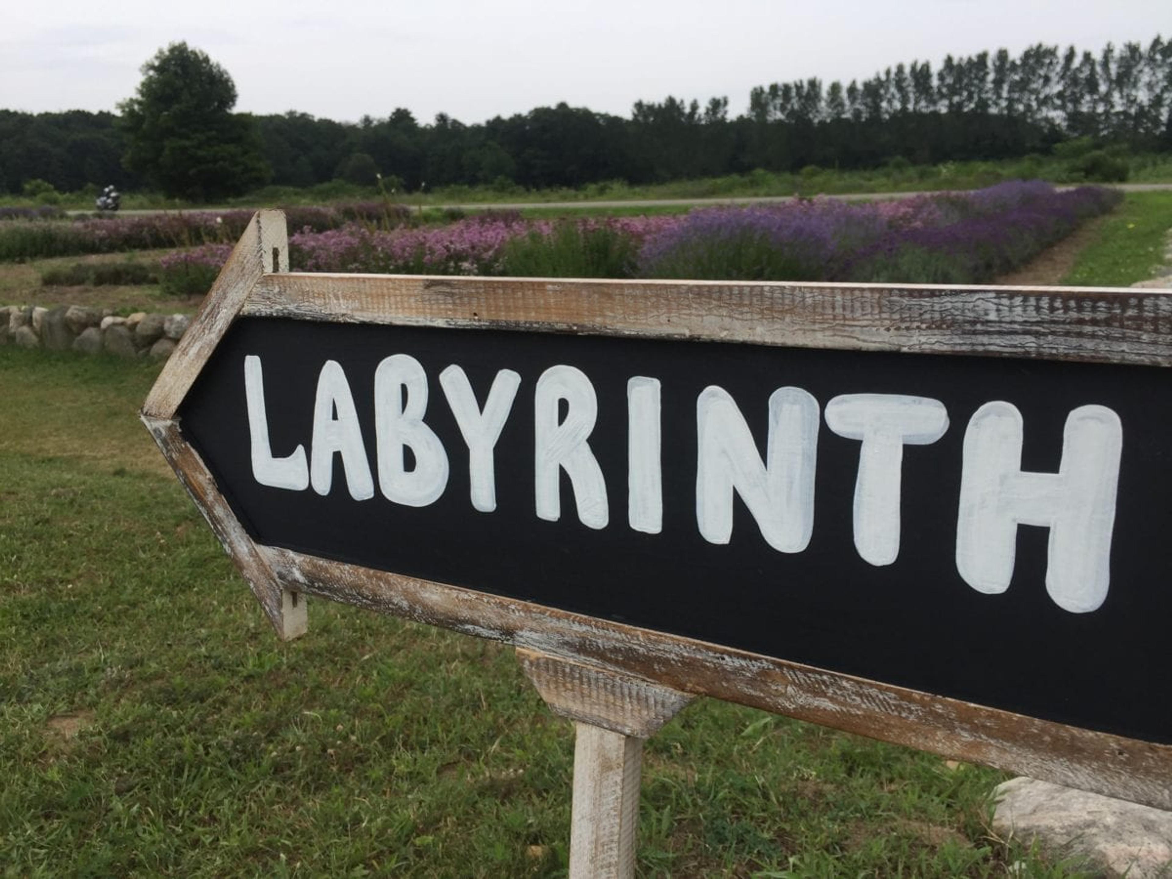 lavender labyrinth cherry point farm