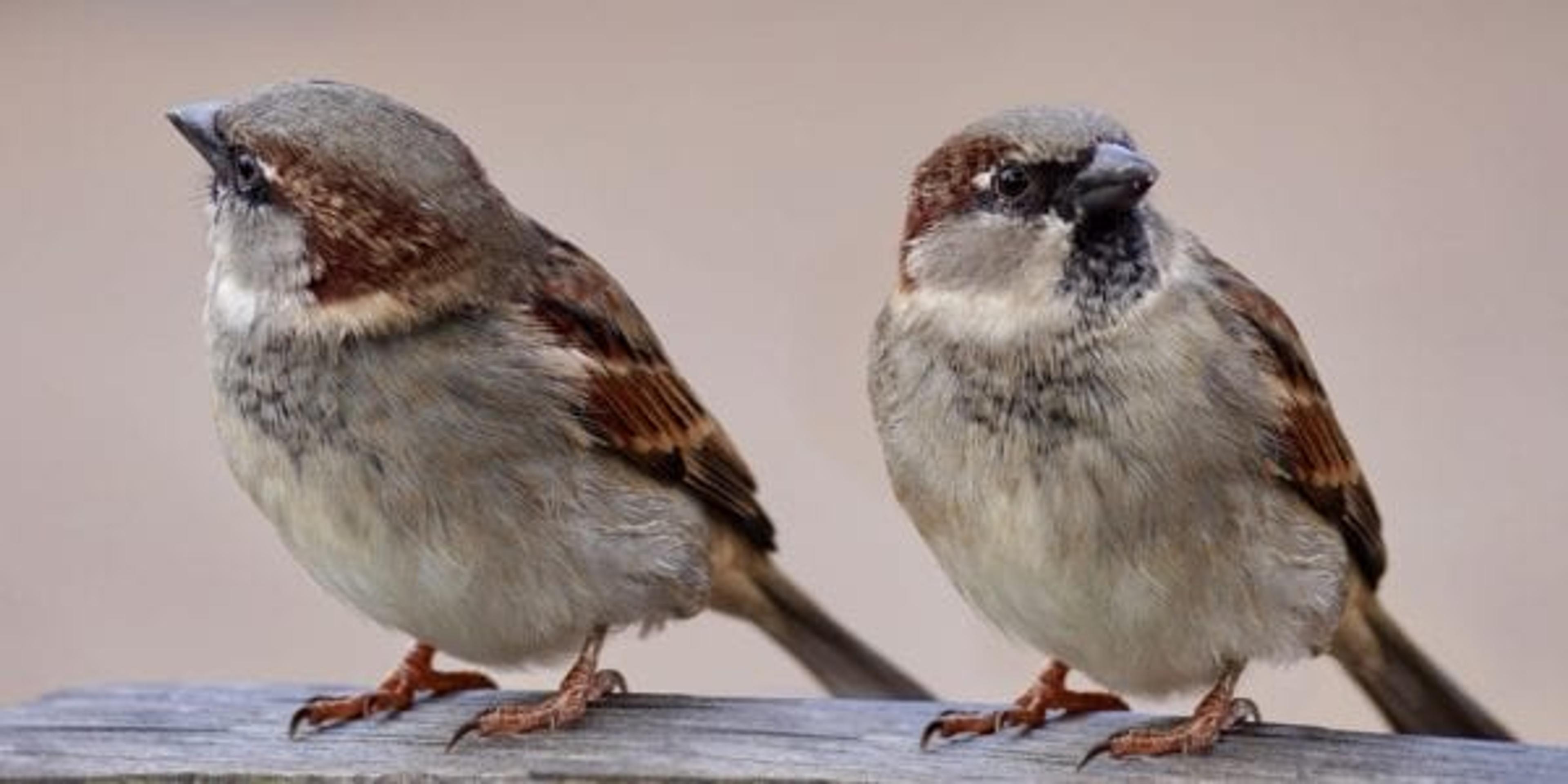 Sparrows