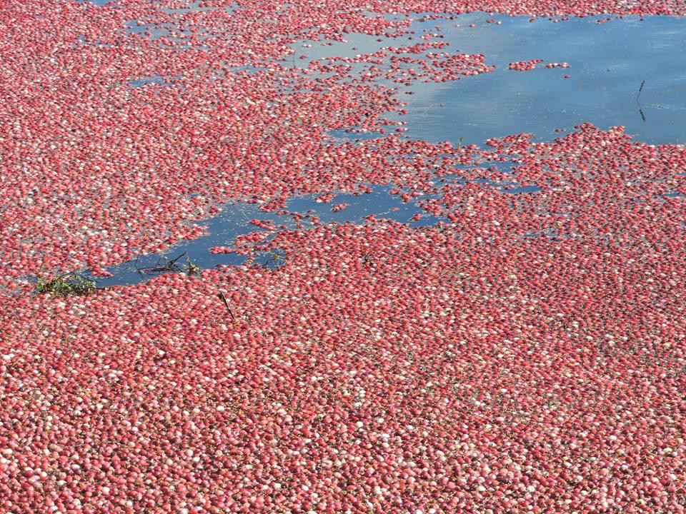 From the Bog A Look Inside the Michigan Cranberry Company