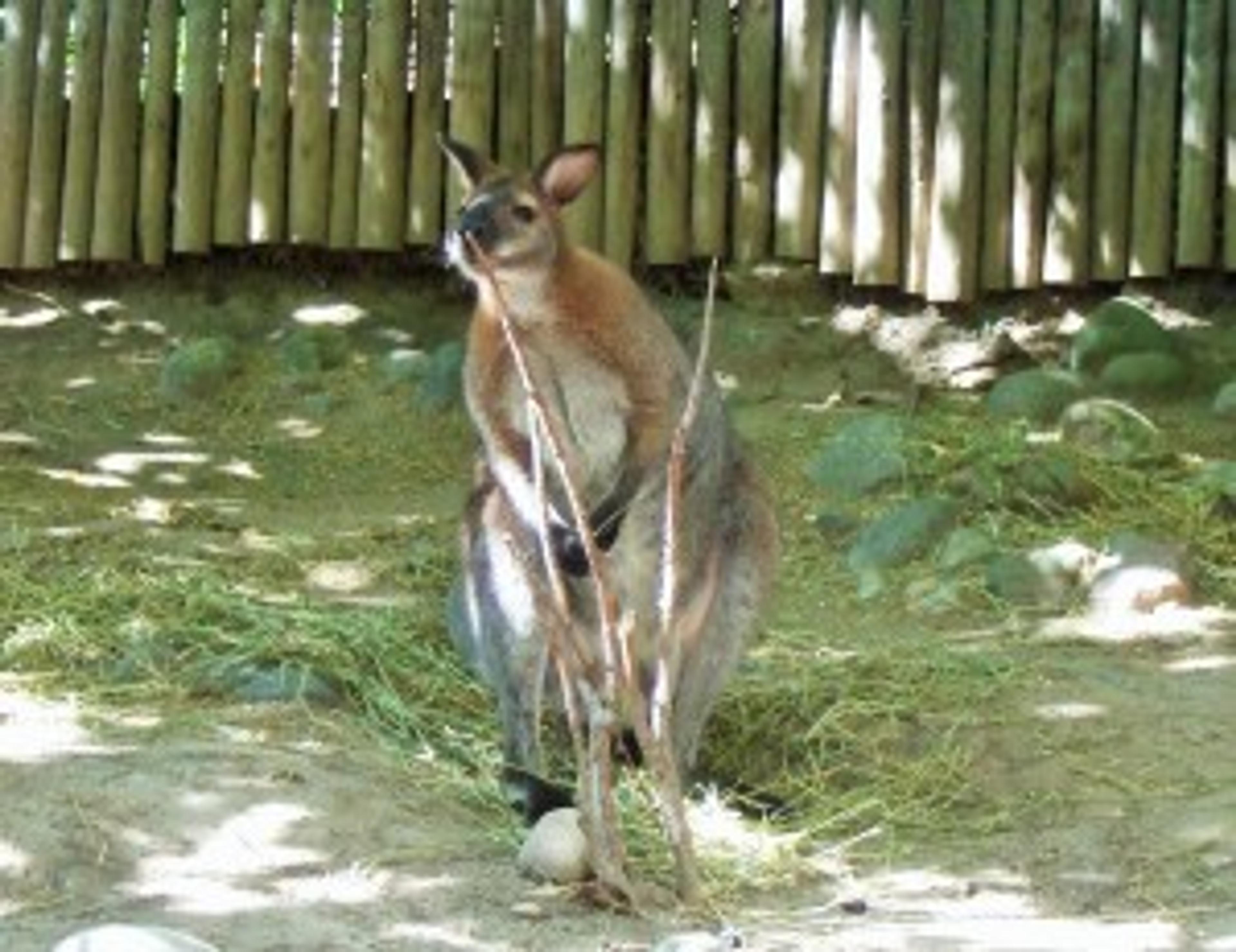 A friendly wallaby.