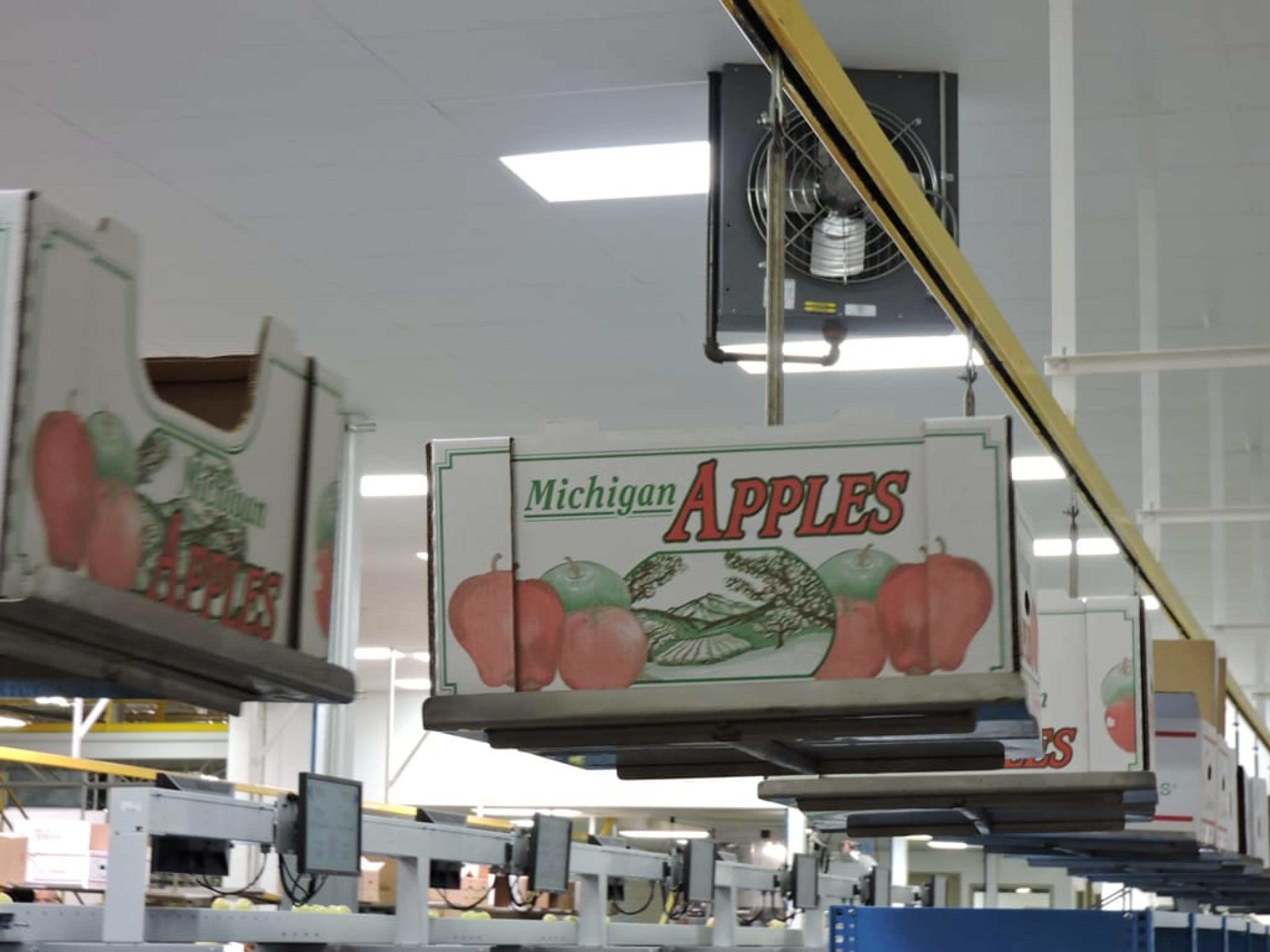 Michigan apples almost ready to be shipped to a store or sent to cold storage.