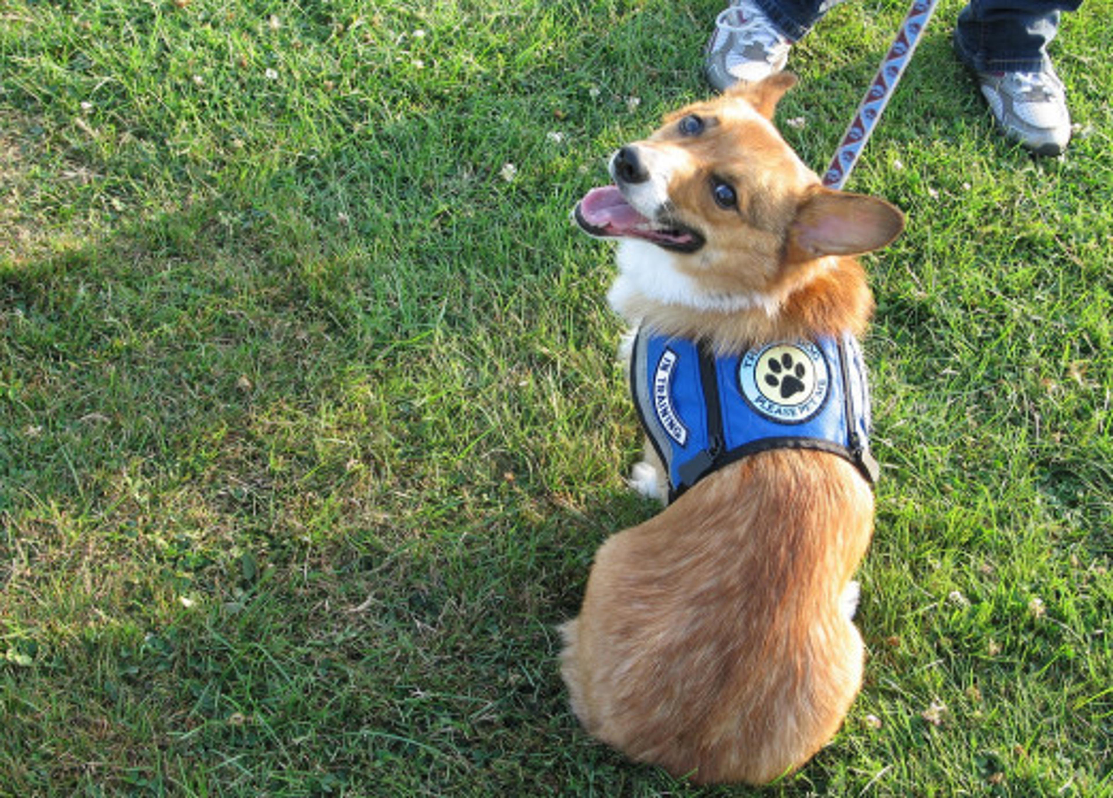 dogs and dental distress
