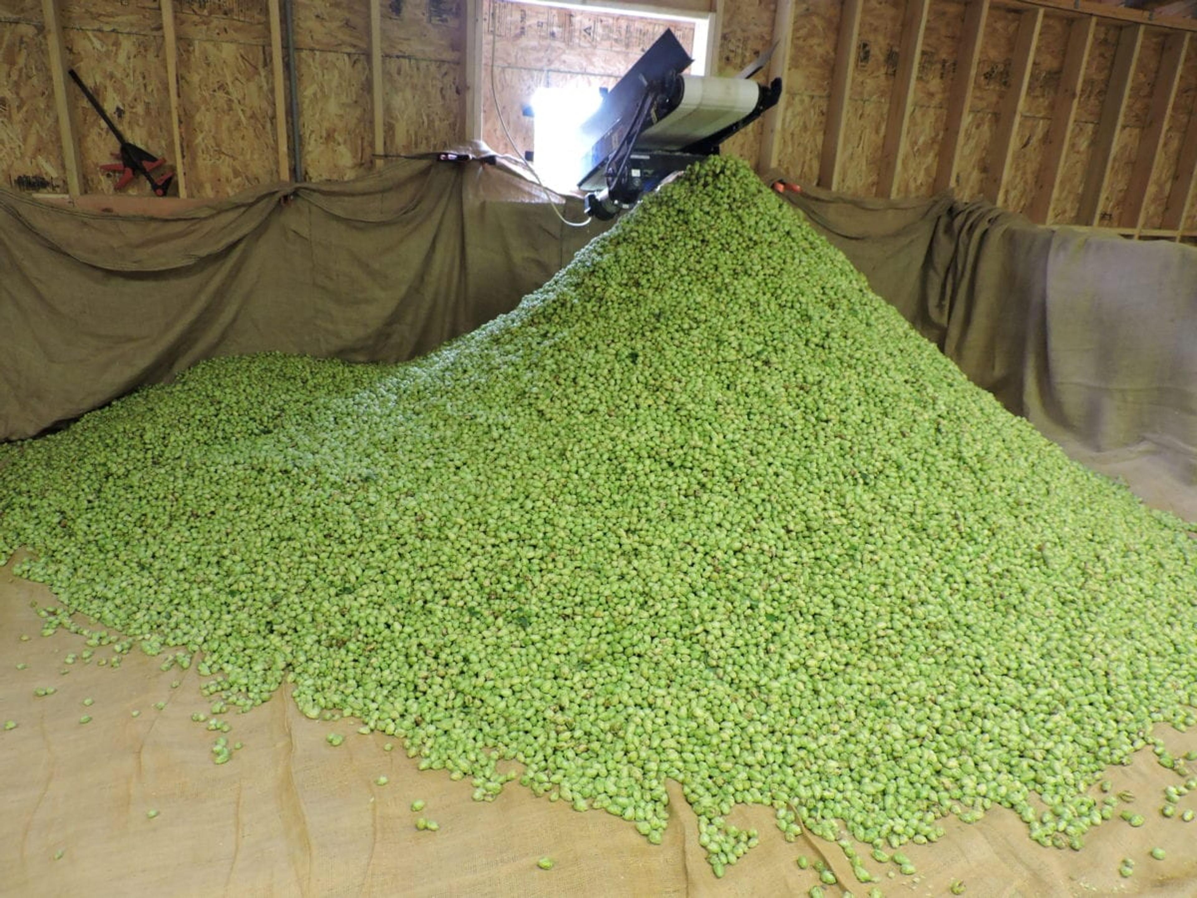 Hops ready to be dried and processed.