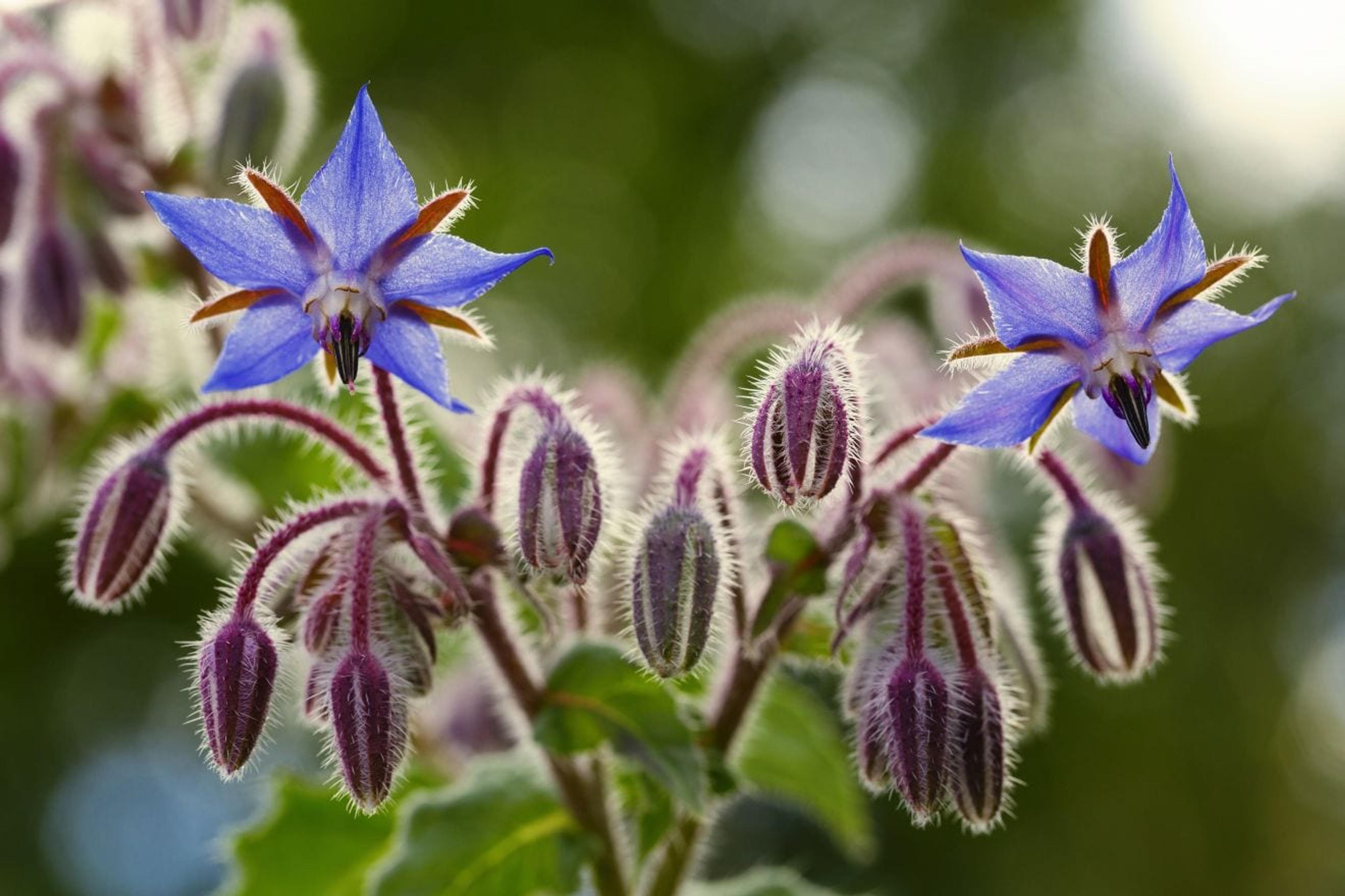 Borage flowers close up