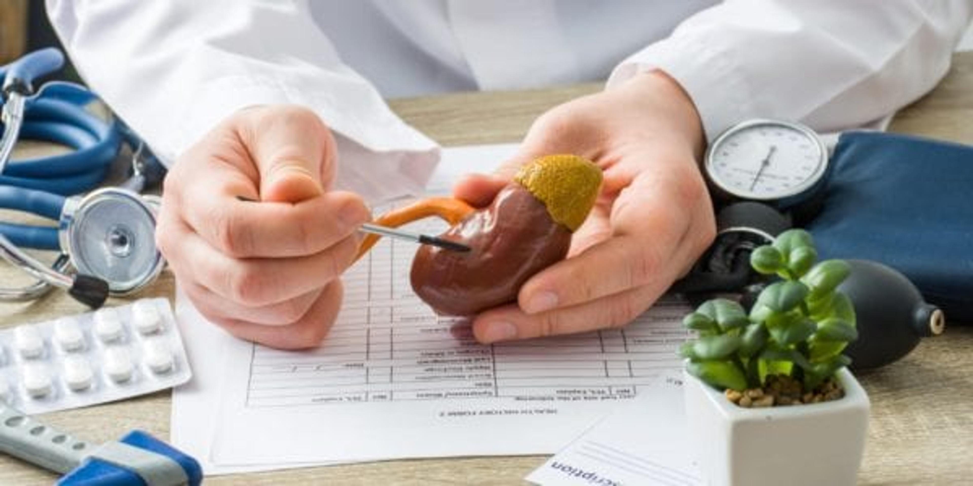 Doctor demonstrating a model kidney