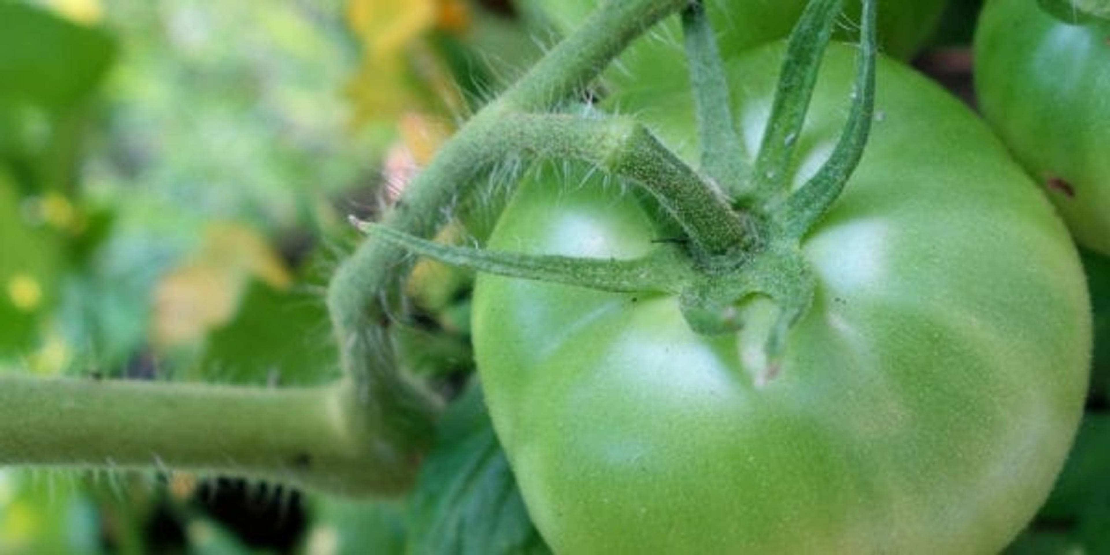 Green tomato on the vine.