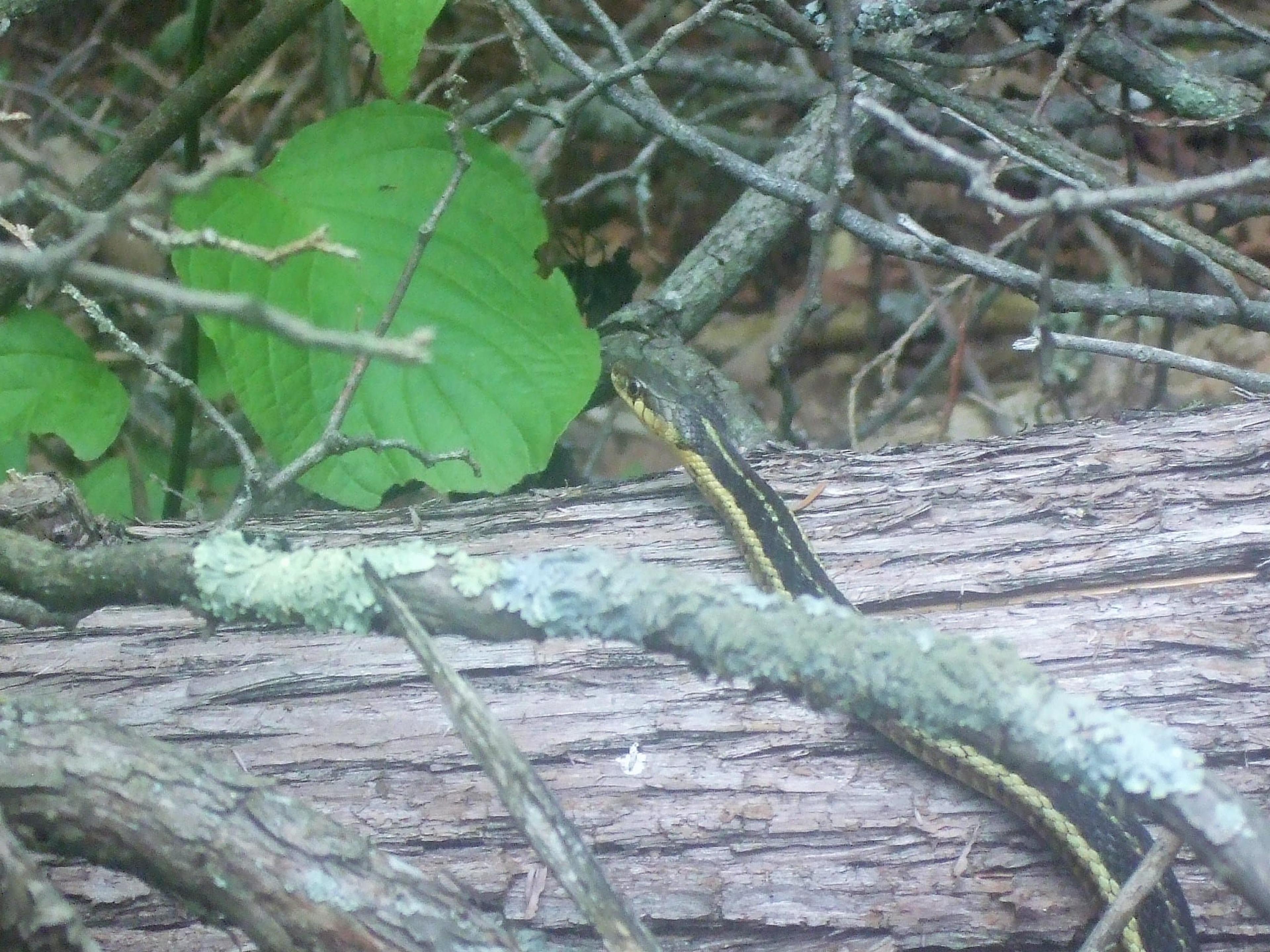 One of the island's few inhabitants.