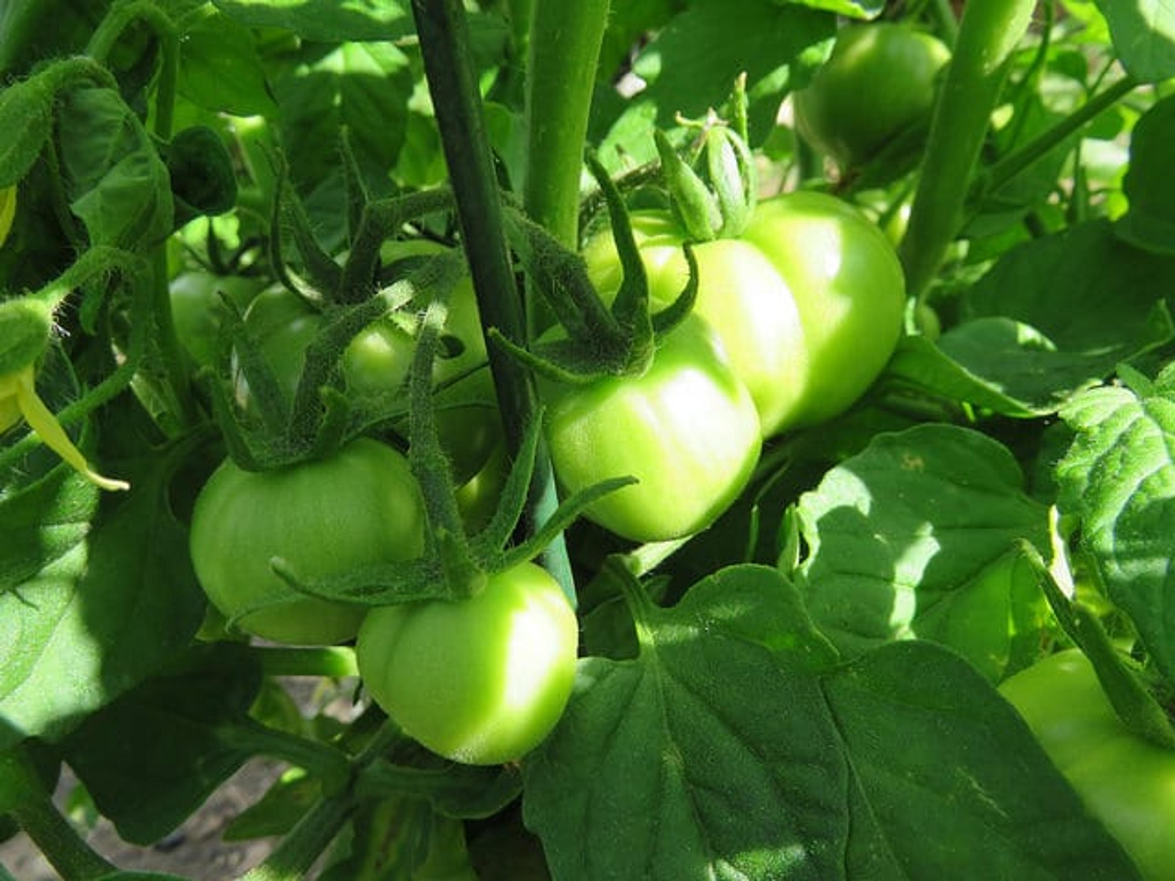 Image of green tomatoes