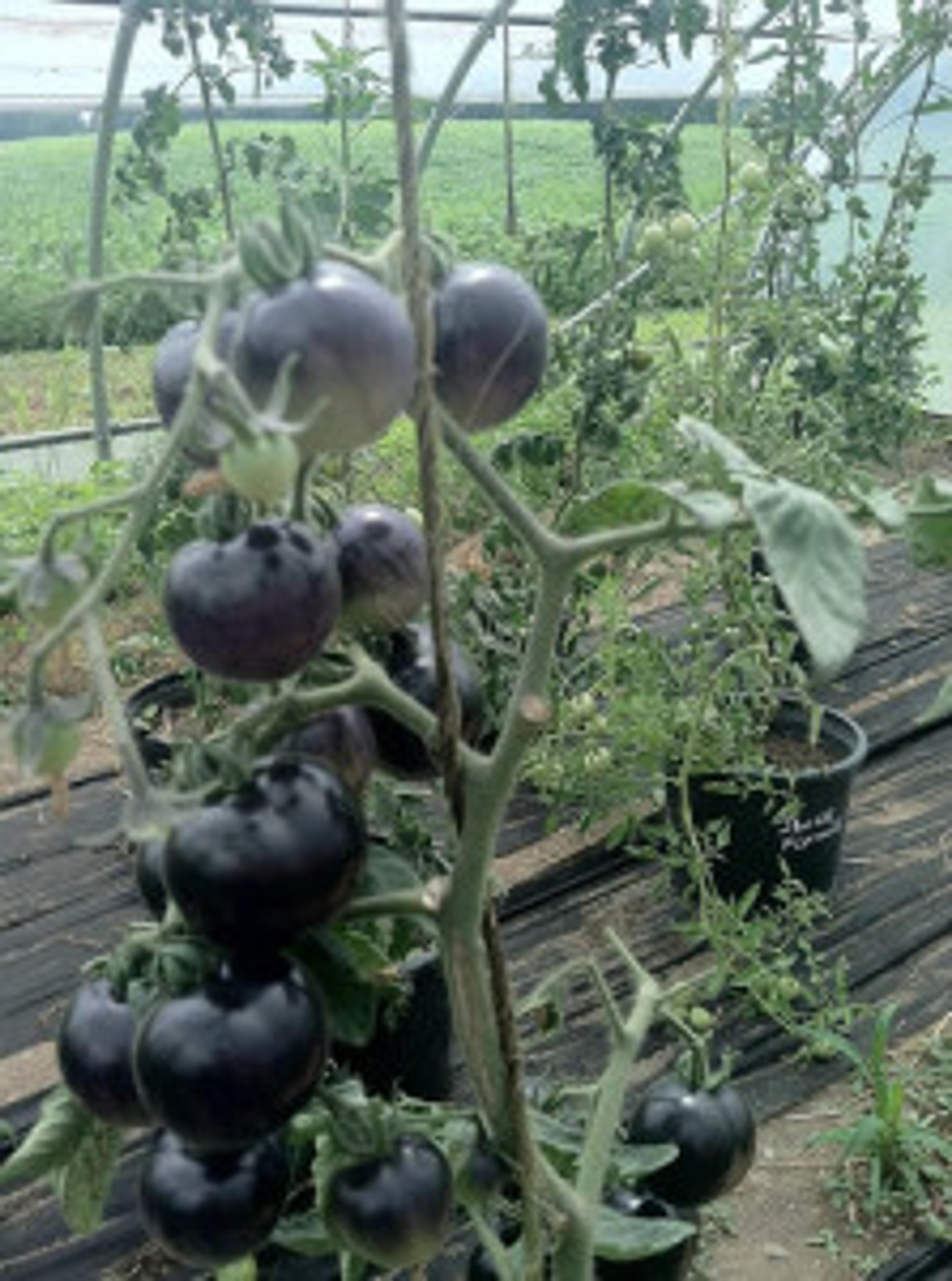 Tomatos at Kirklin Farm