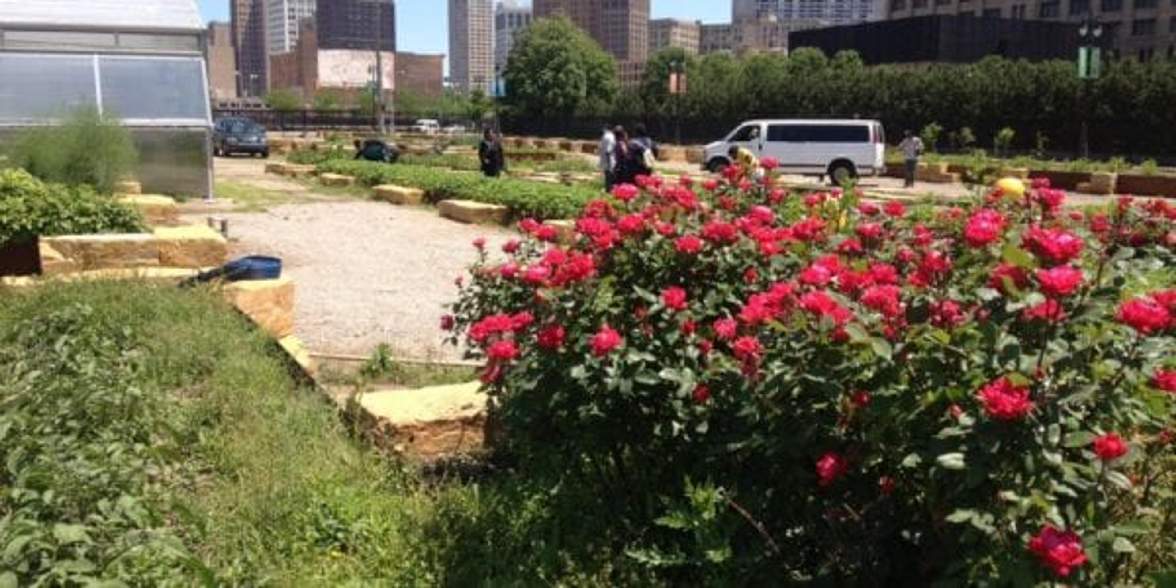 Urban farming in Detroit