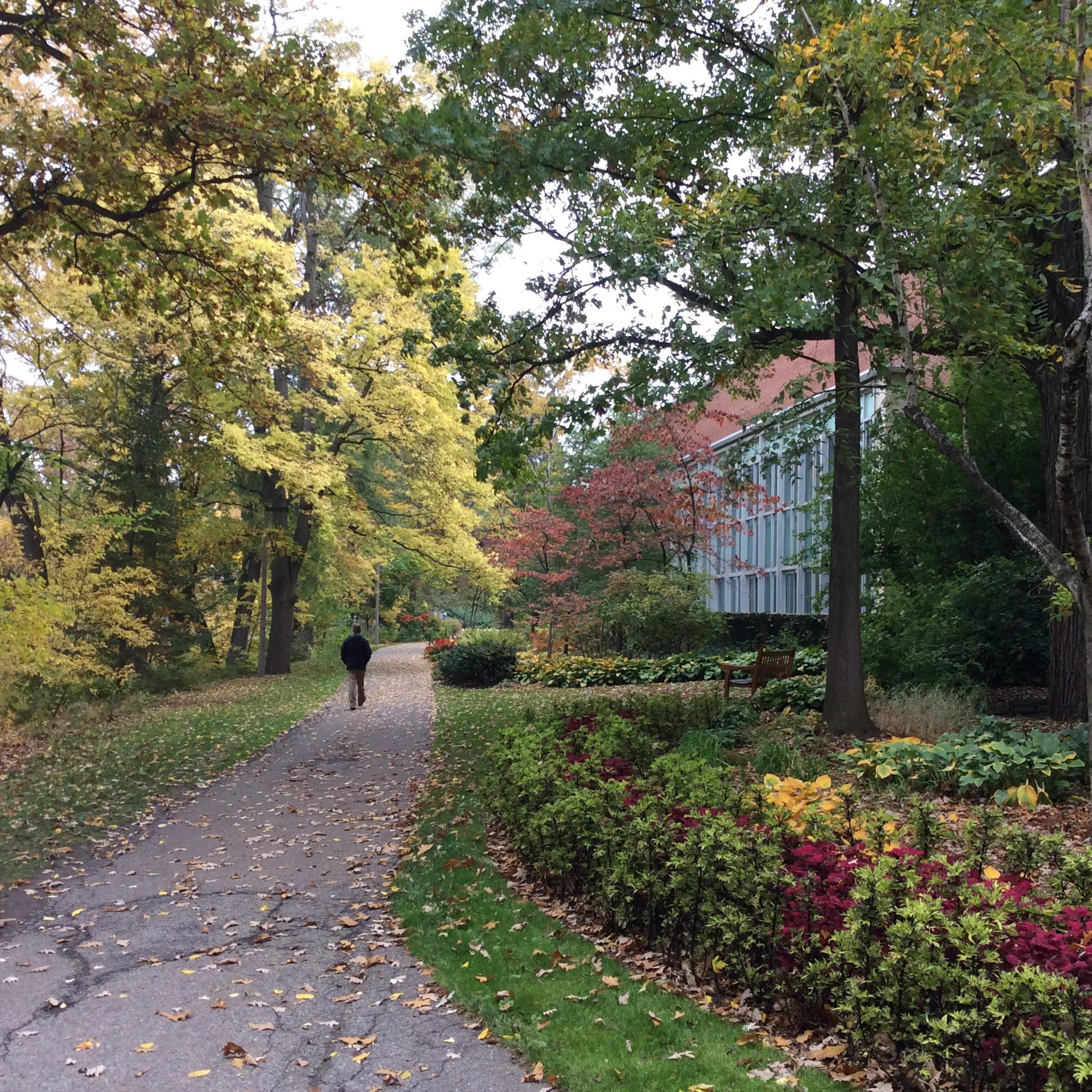 a path on MSU's campus