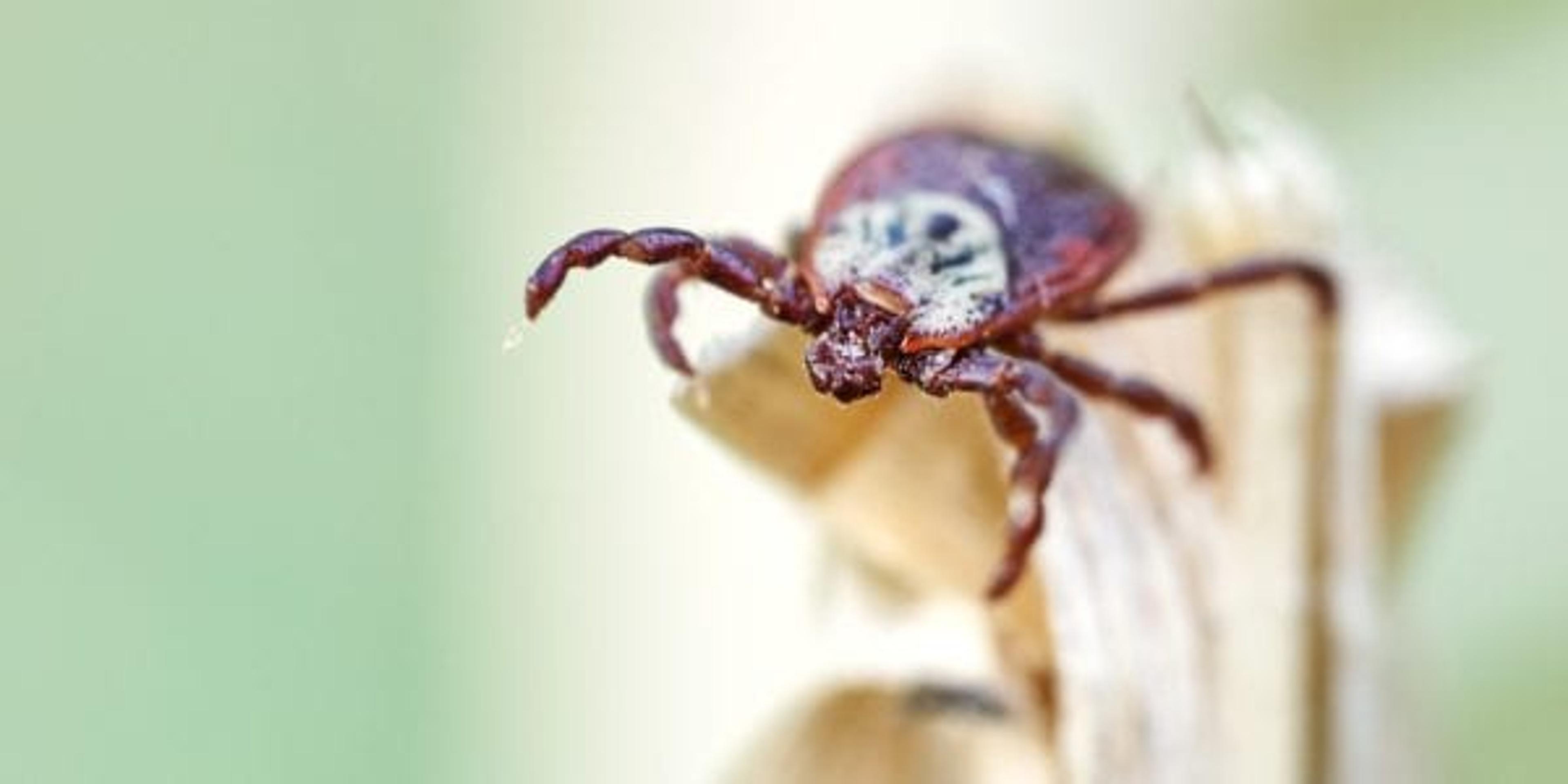 Tick on the dry grass in spring outdoors.