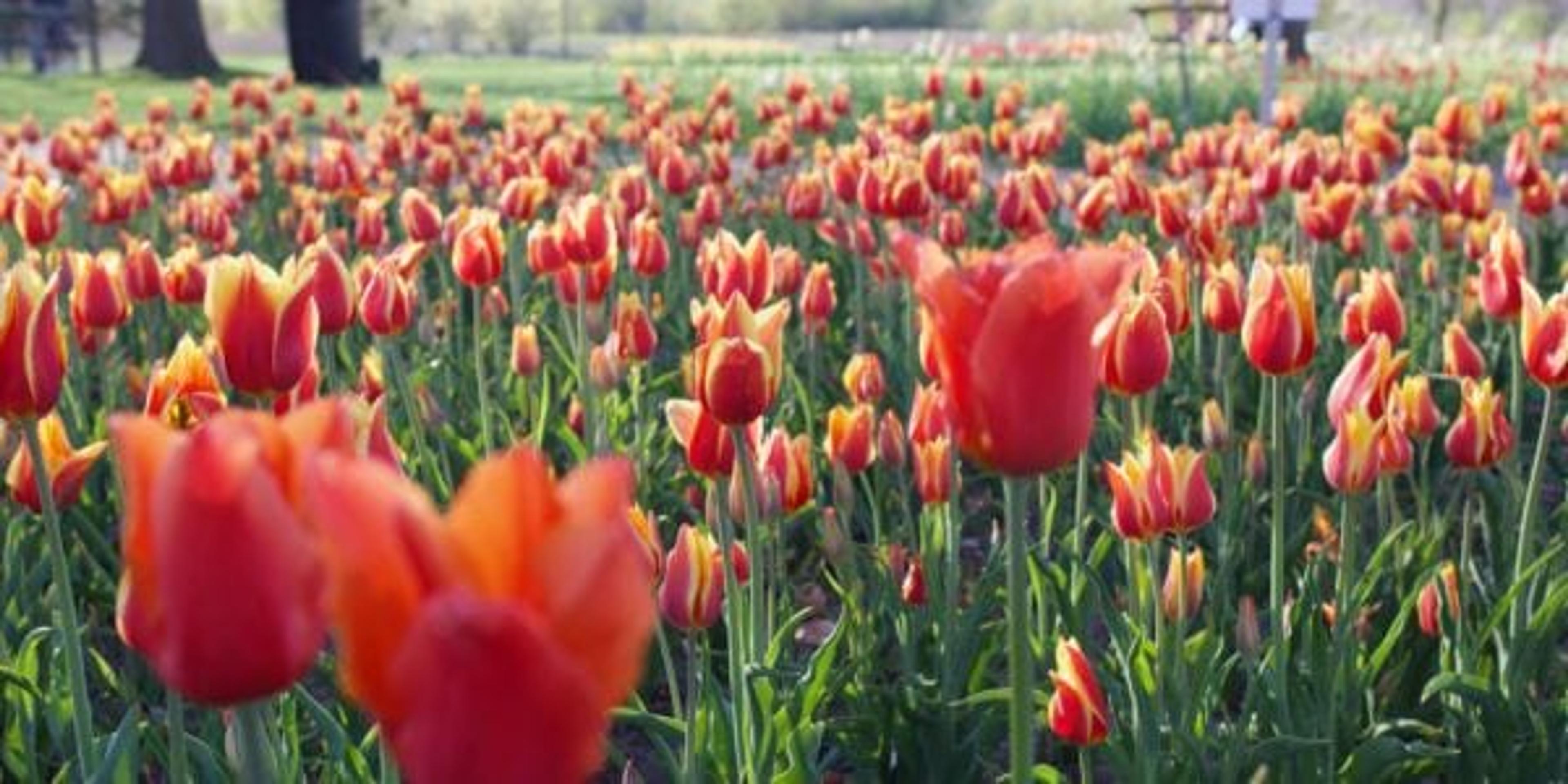 Peach tulips in field