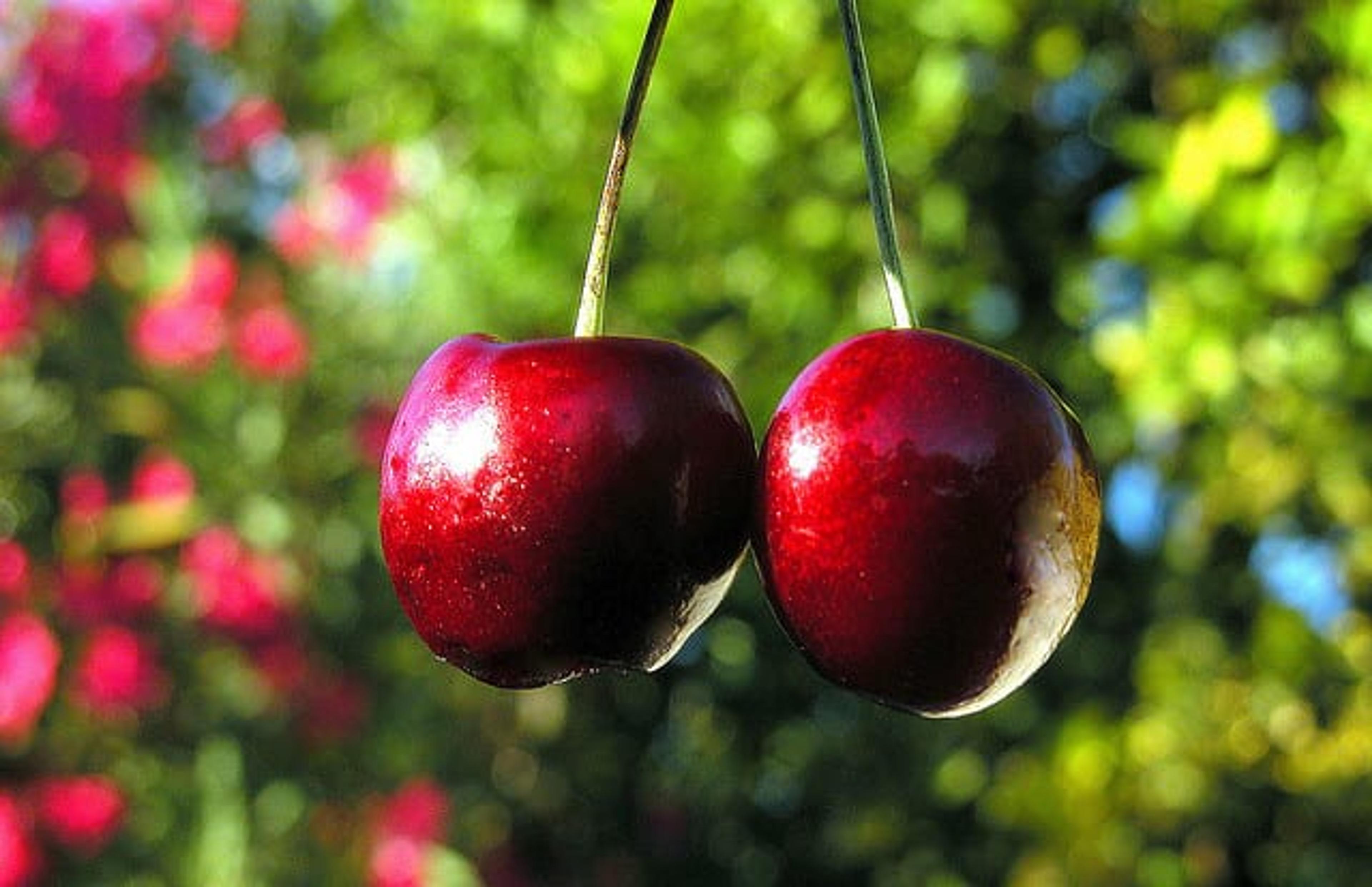 Cherry time