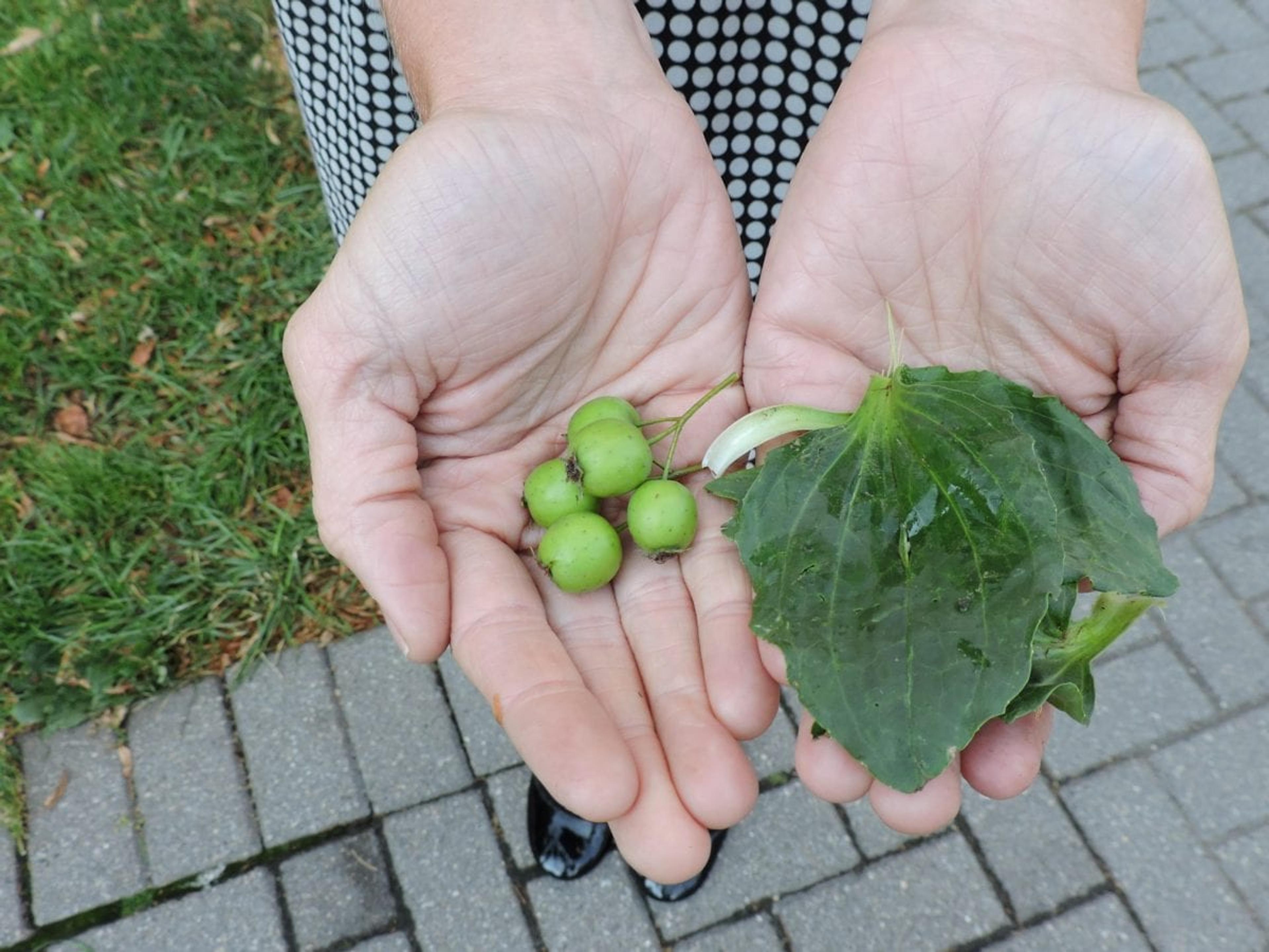 Edible plants foraged near Grand Rapids' Rosa Parks Circle. 