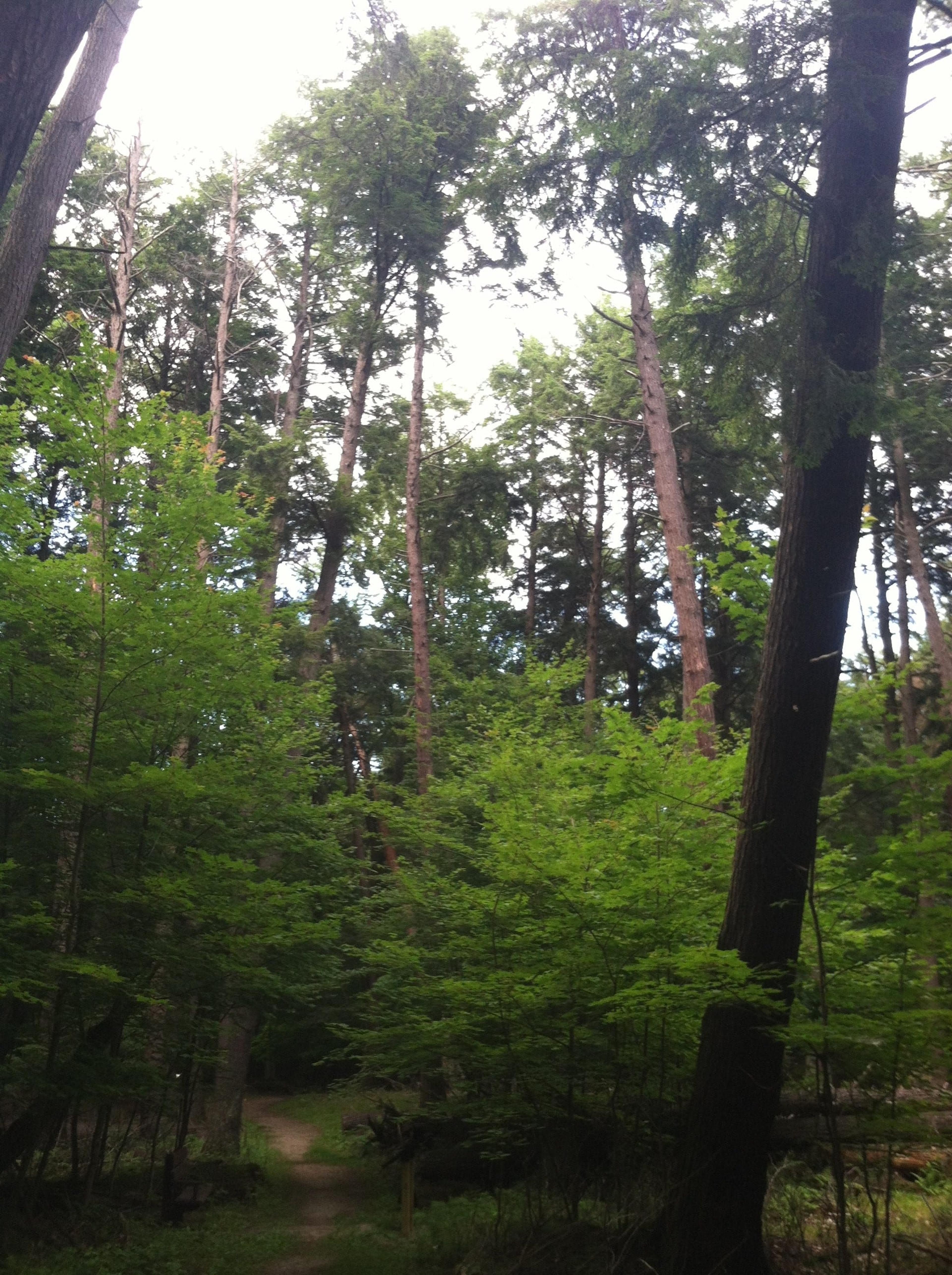 Little Bay de Noc Bayshore Trail hemlock cathedral