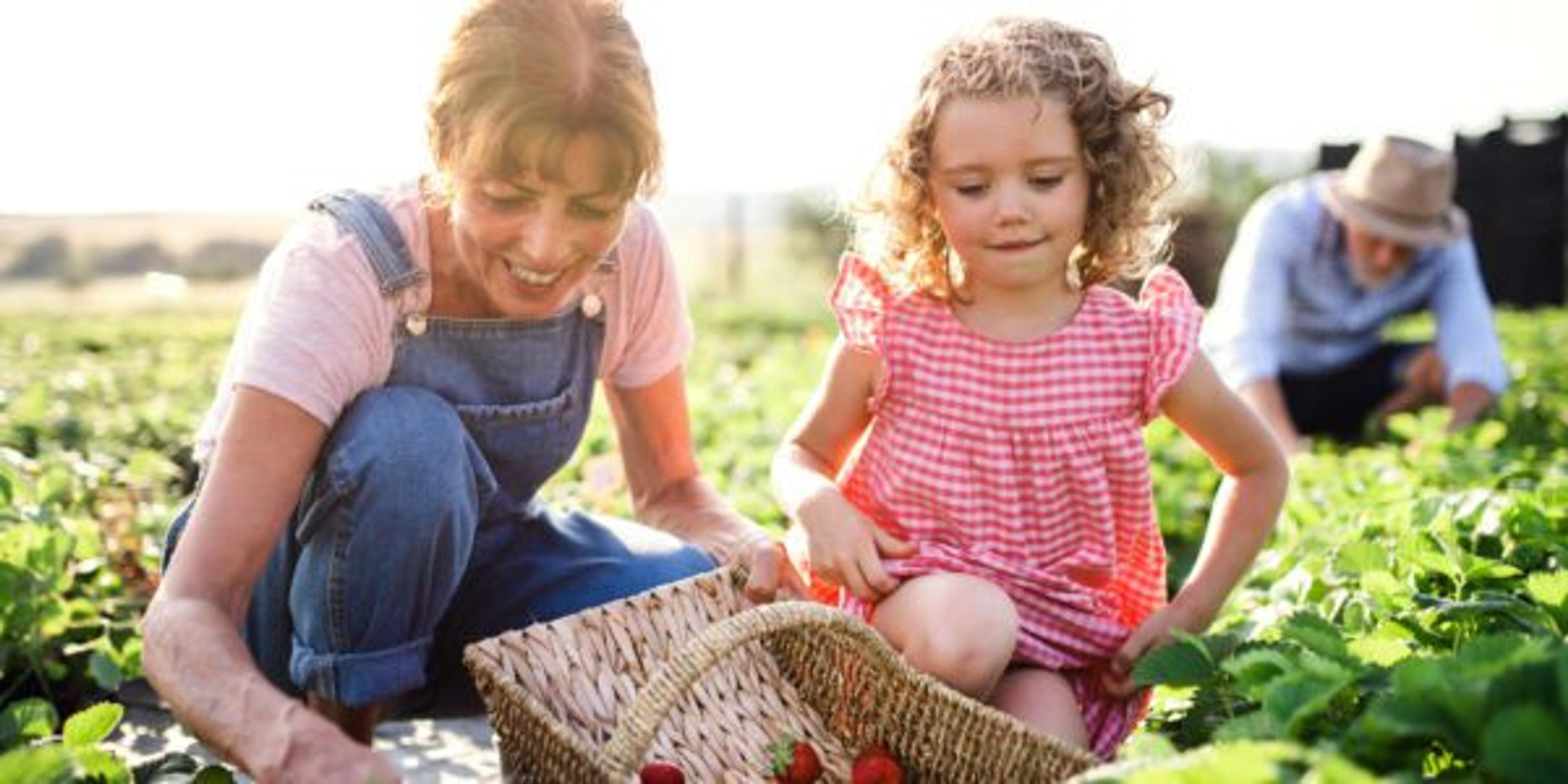 Small girl with grandmother picking strawberries on the farm.