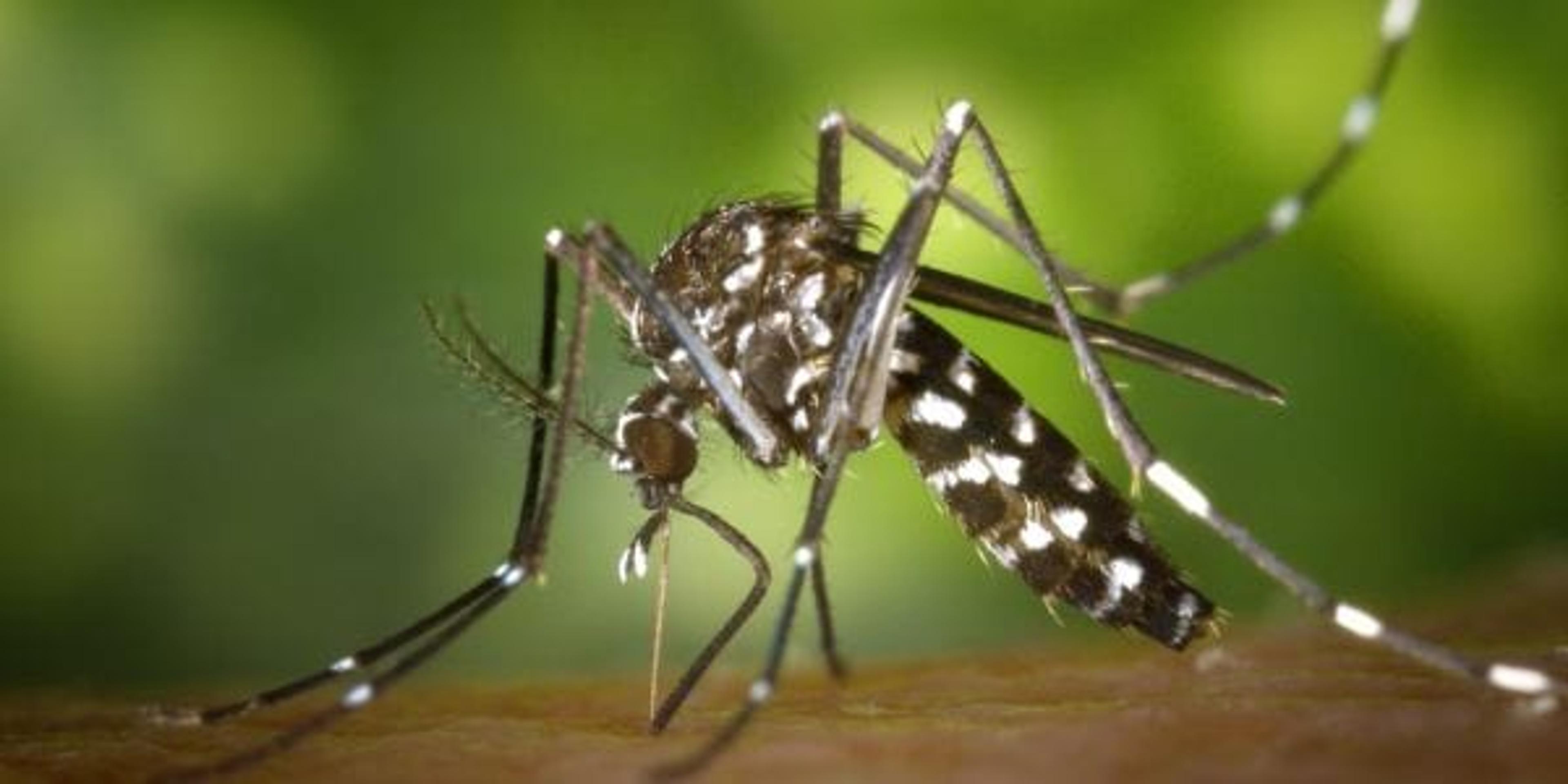 Mosquito-Borne Illnesses