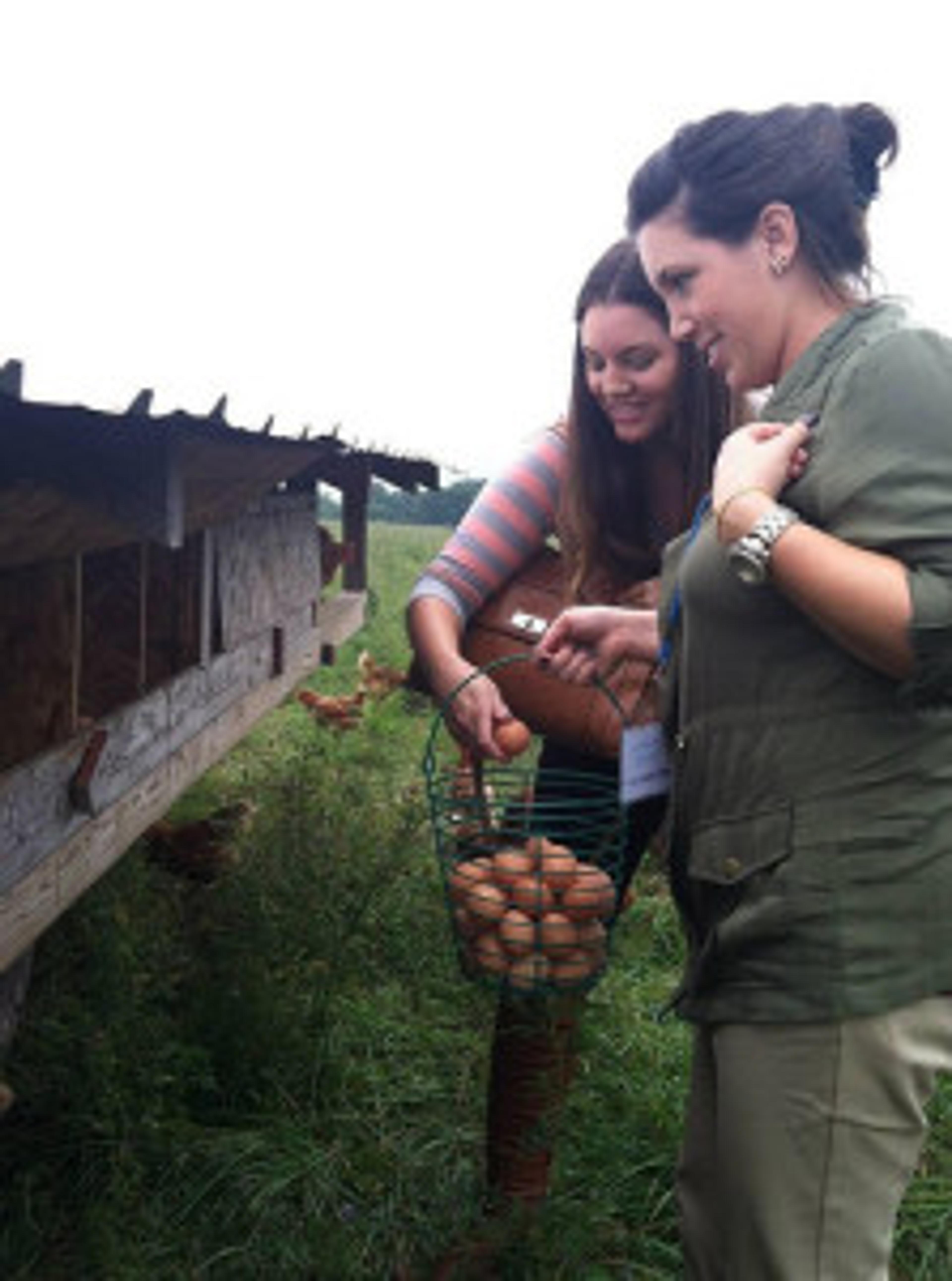 Collecting eggs at Carlson Farms