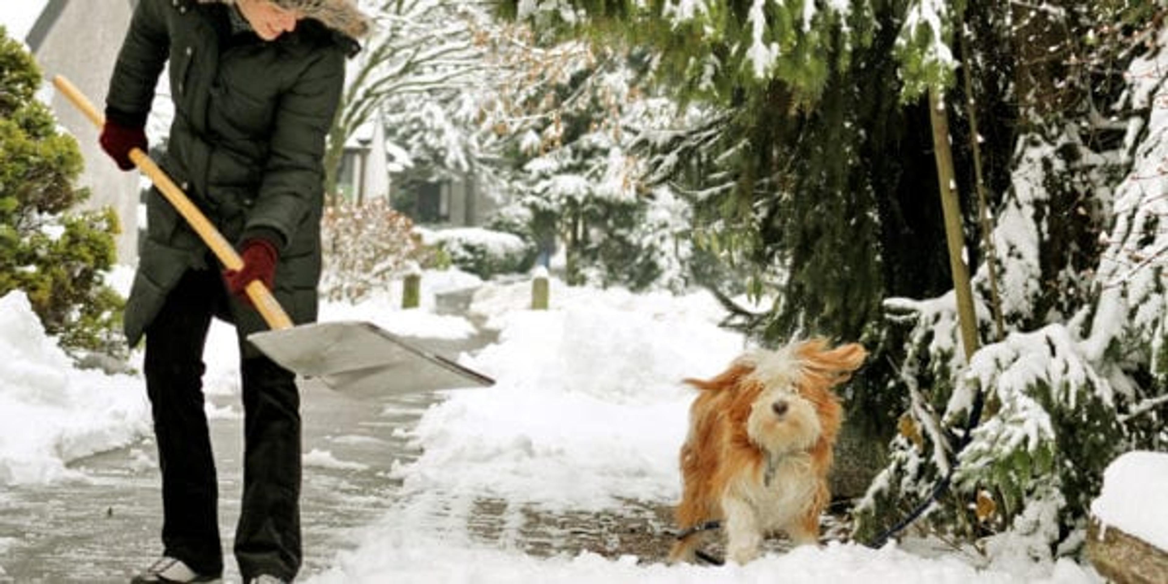 Shoveling with dog