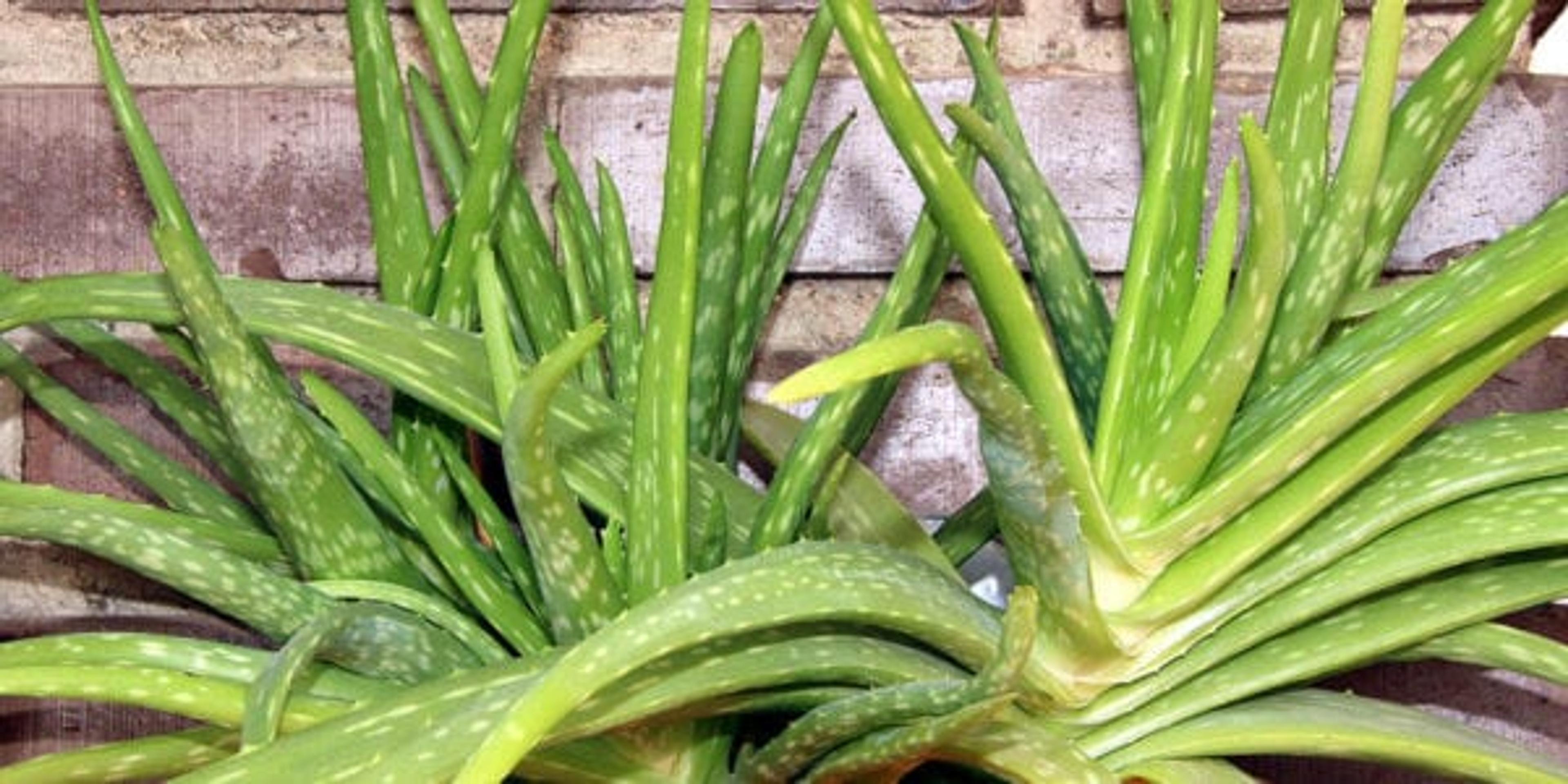 how to use aloe vera