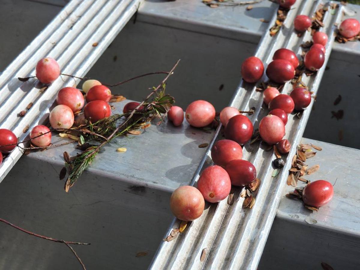From the Bog A Look Inside the Michigan Cranberry Company
