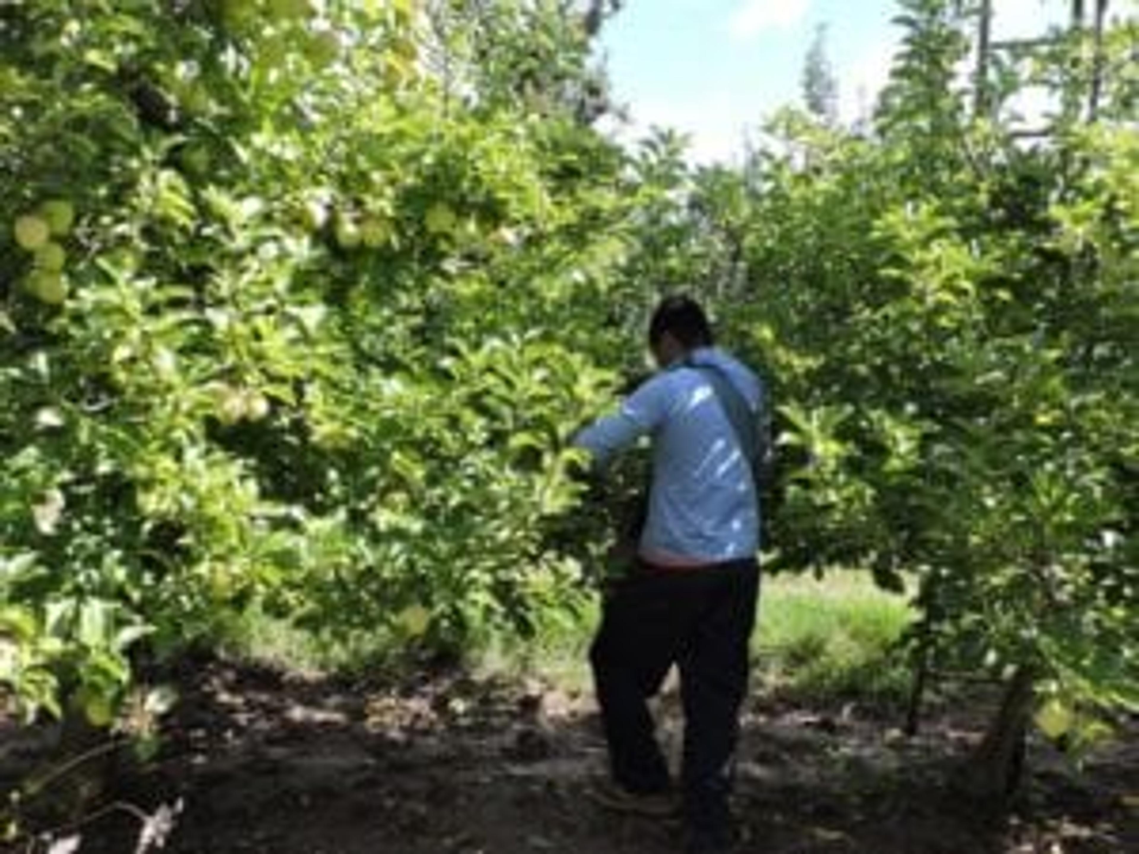 A worker harvests apples at Youngquist Farms.