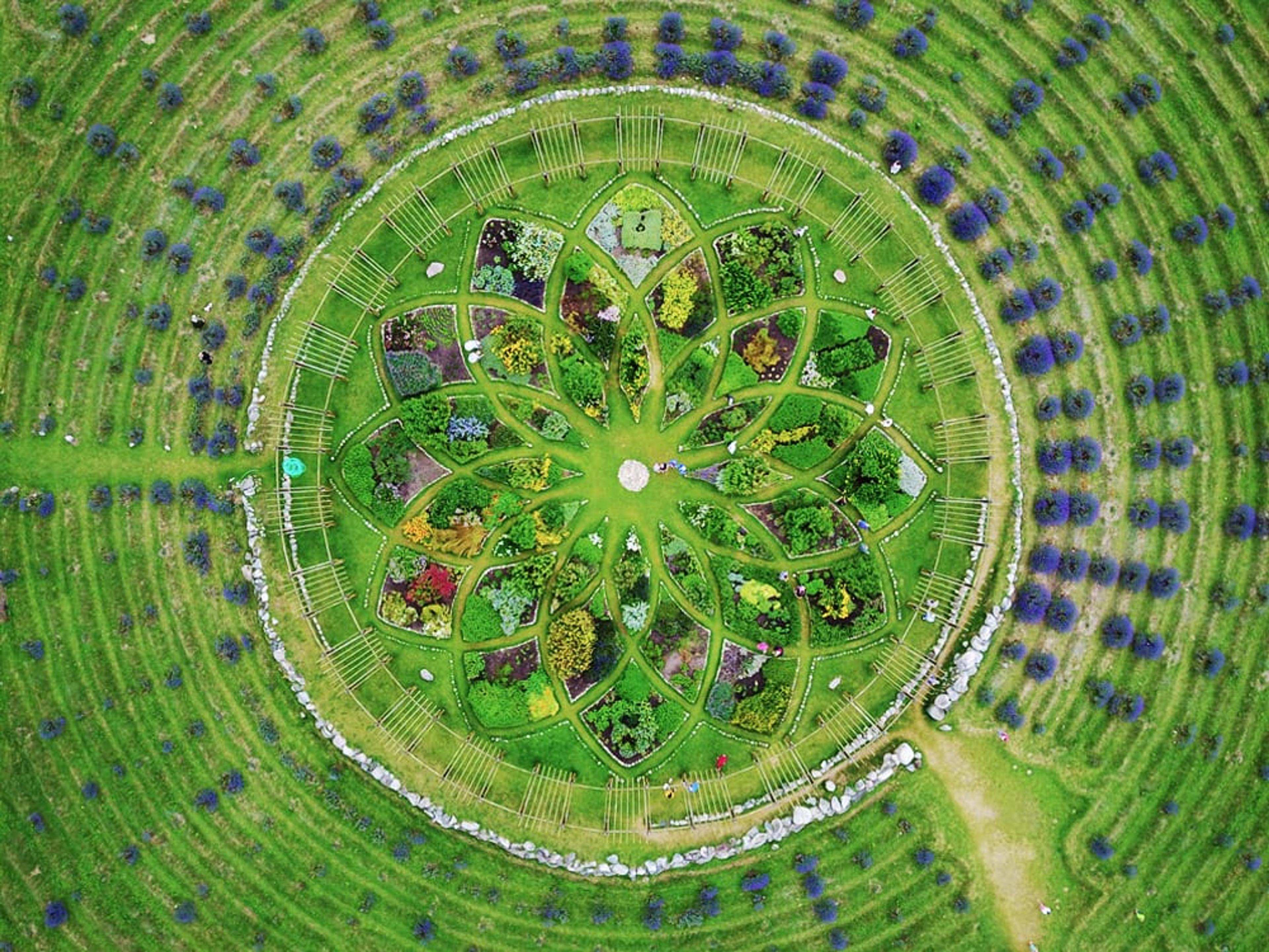 lavender labyrinth cherry point farm