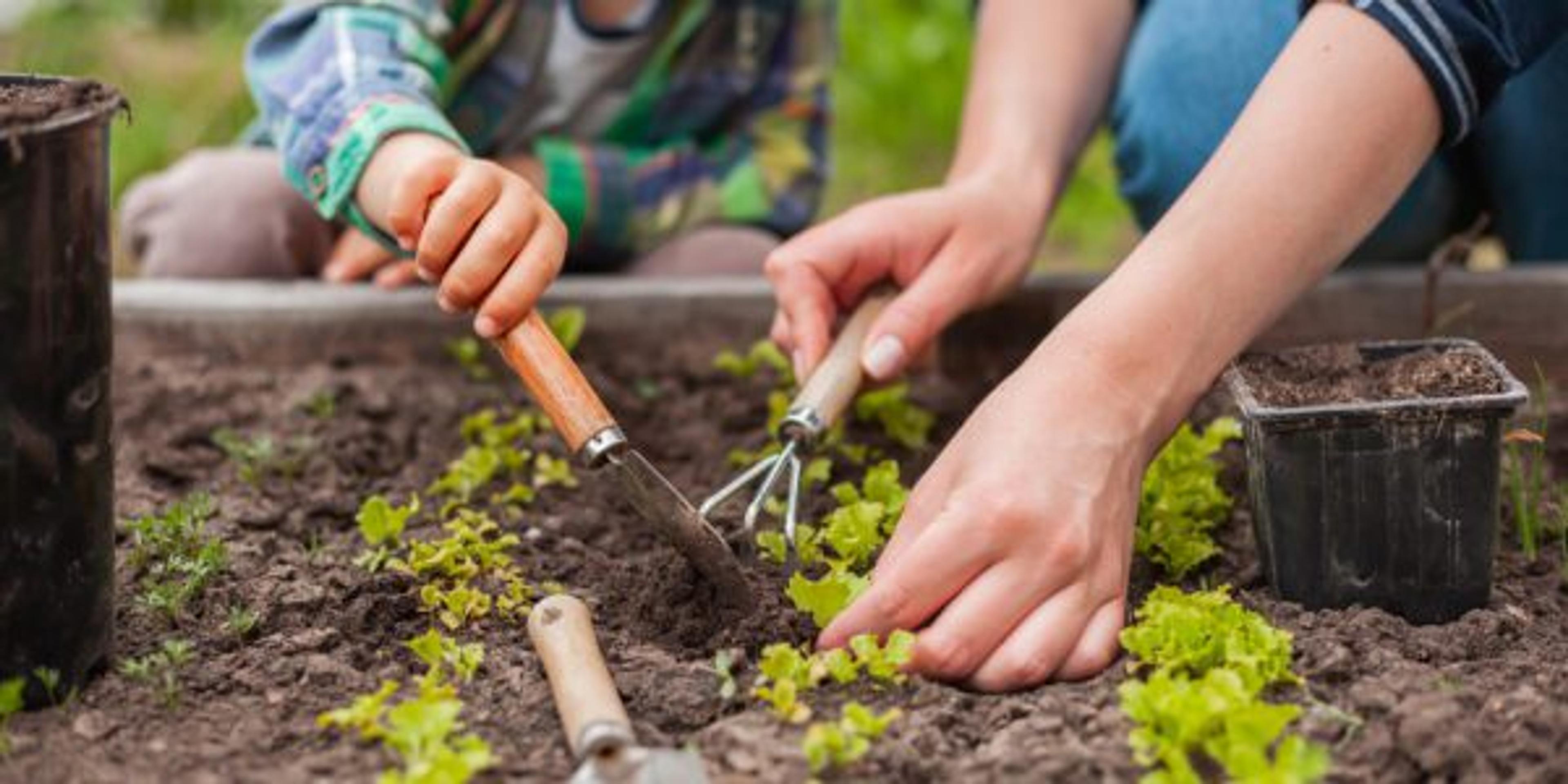 Child and mother gardening in vegetable garden in the backyard