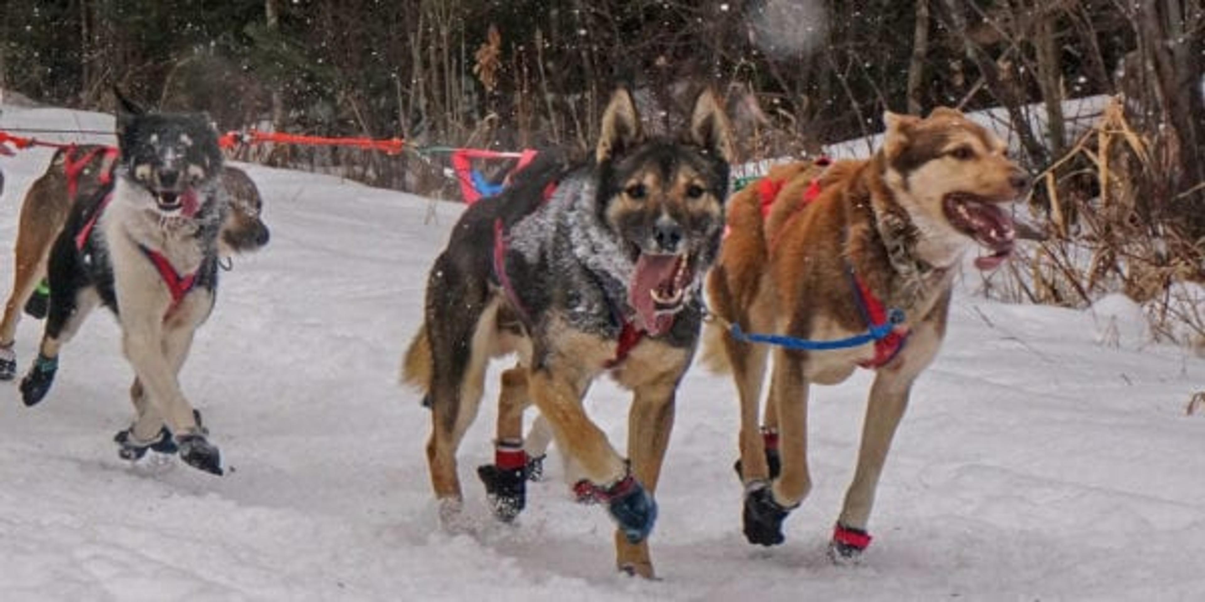 Dog sled racing