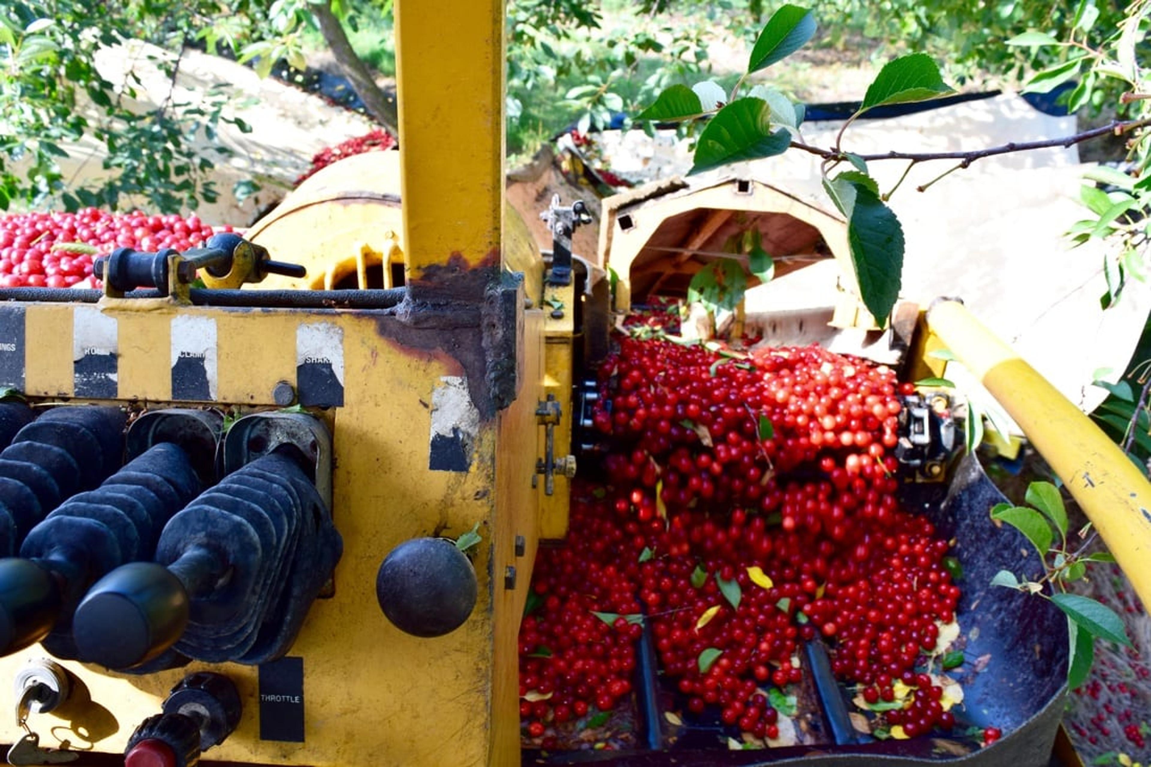 Cherries going through machinery as part of the production and harvesting process.