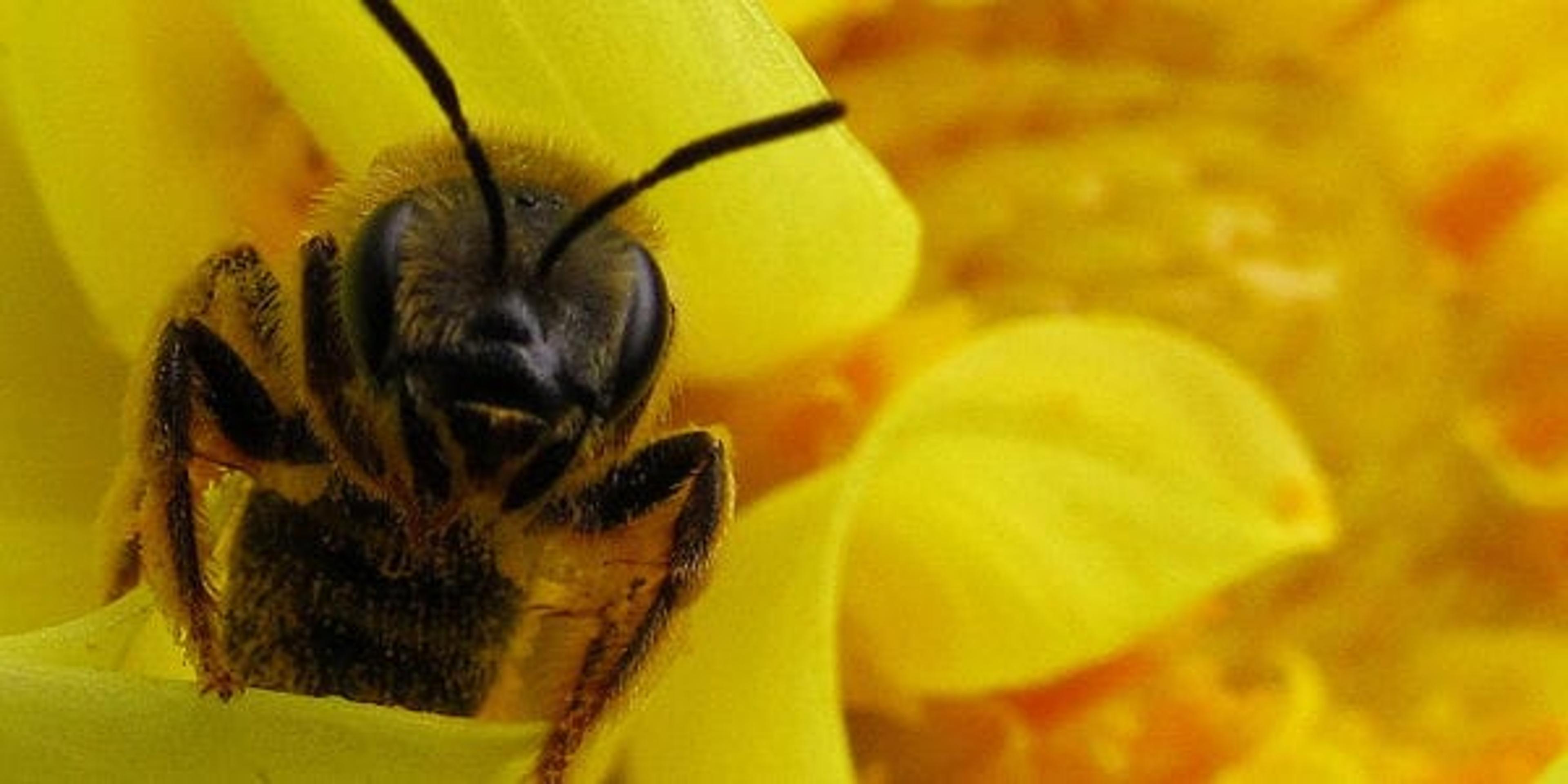 Help save the bees