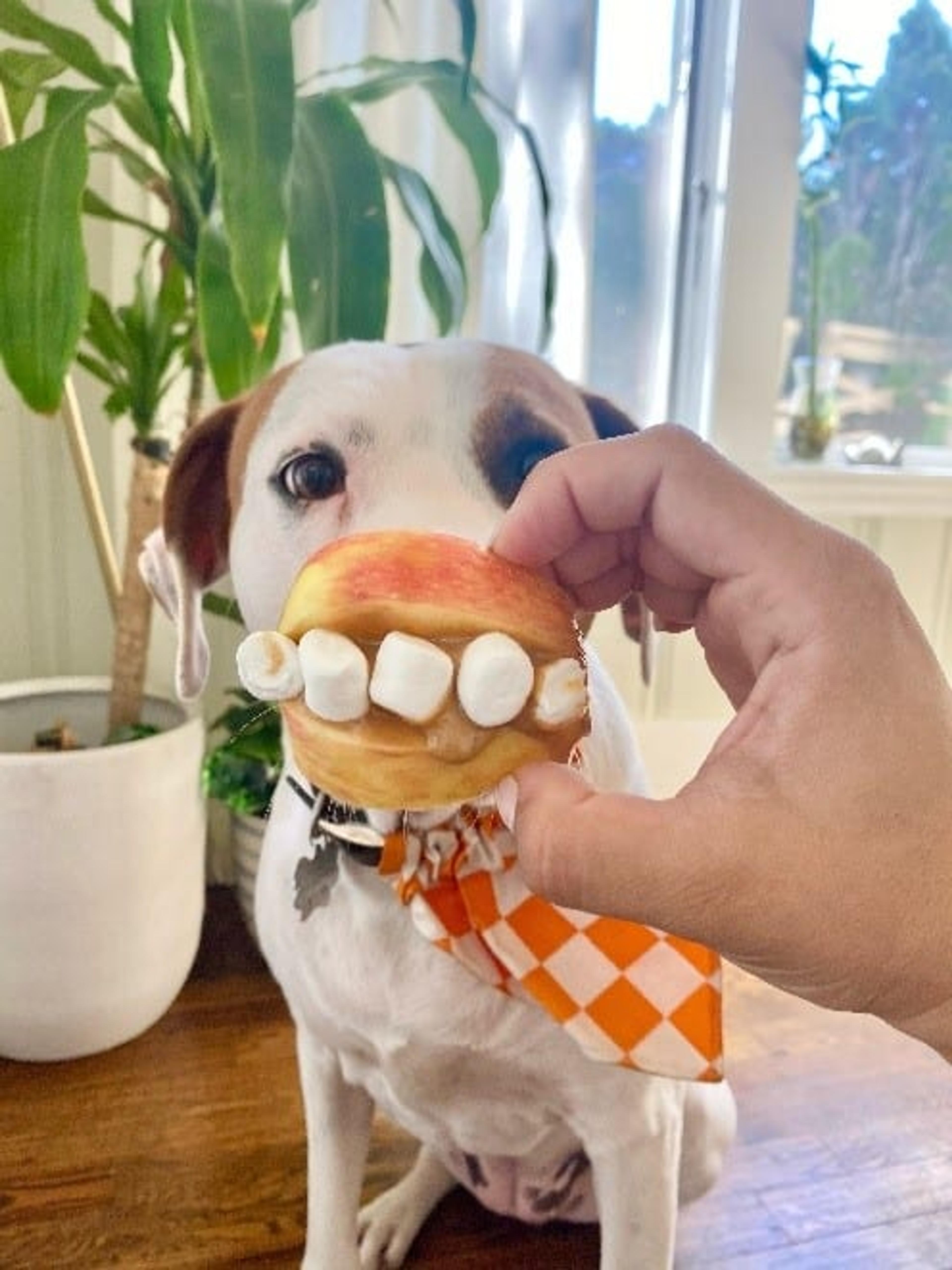 Apple with marshmallow teeth being held in front of a dog's mouth