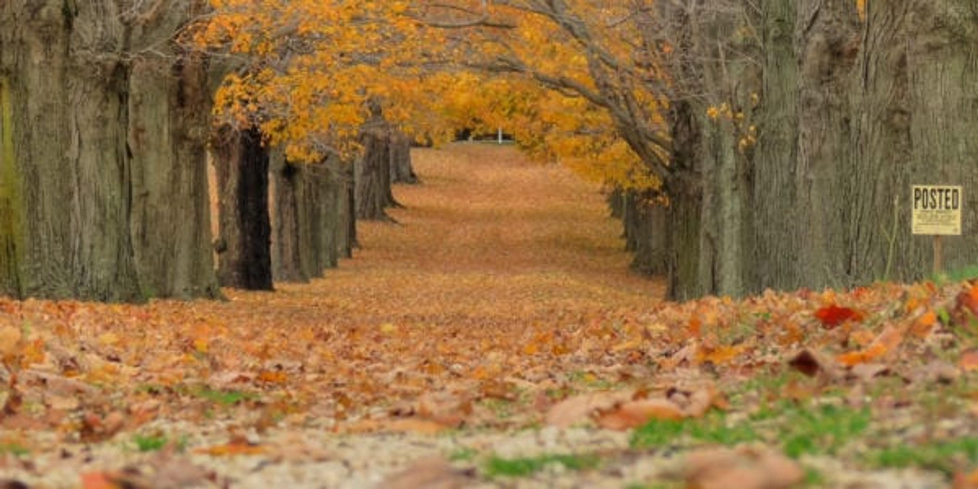 Fall leaves