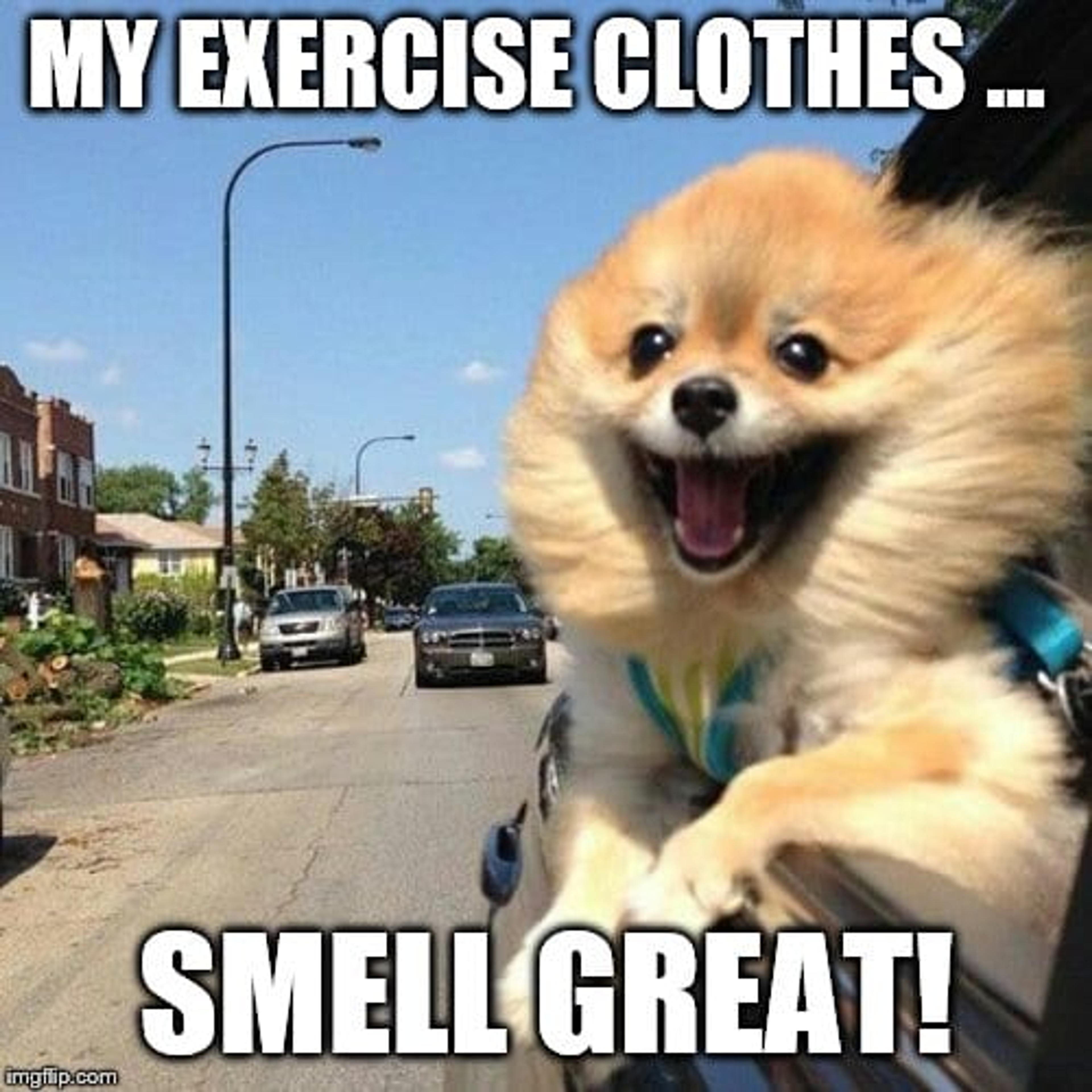 Meme of happy dog with caption: "My exercise clothes smell great!"