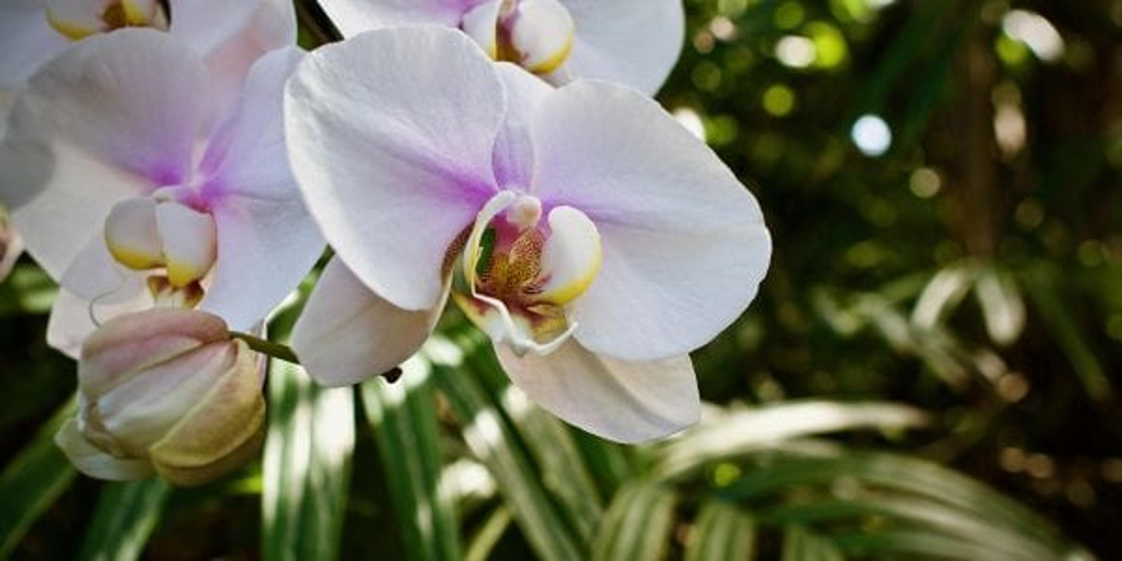 A white tropical flower