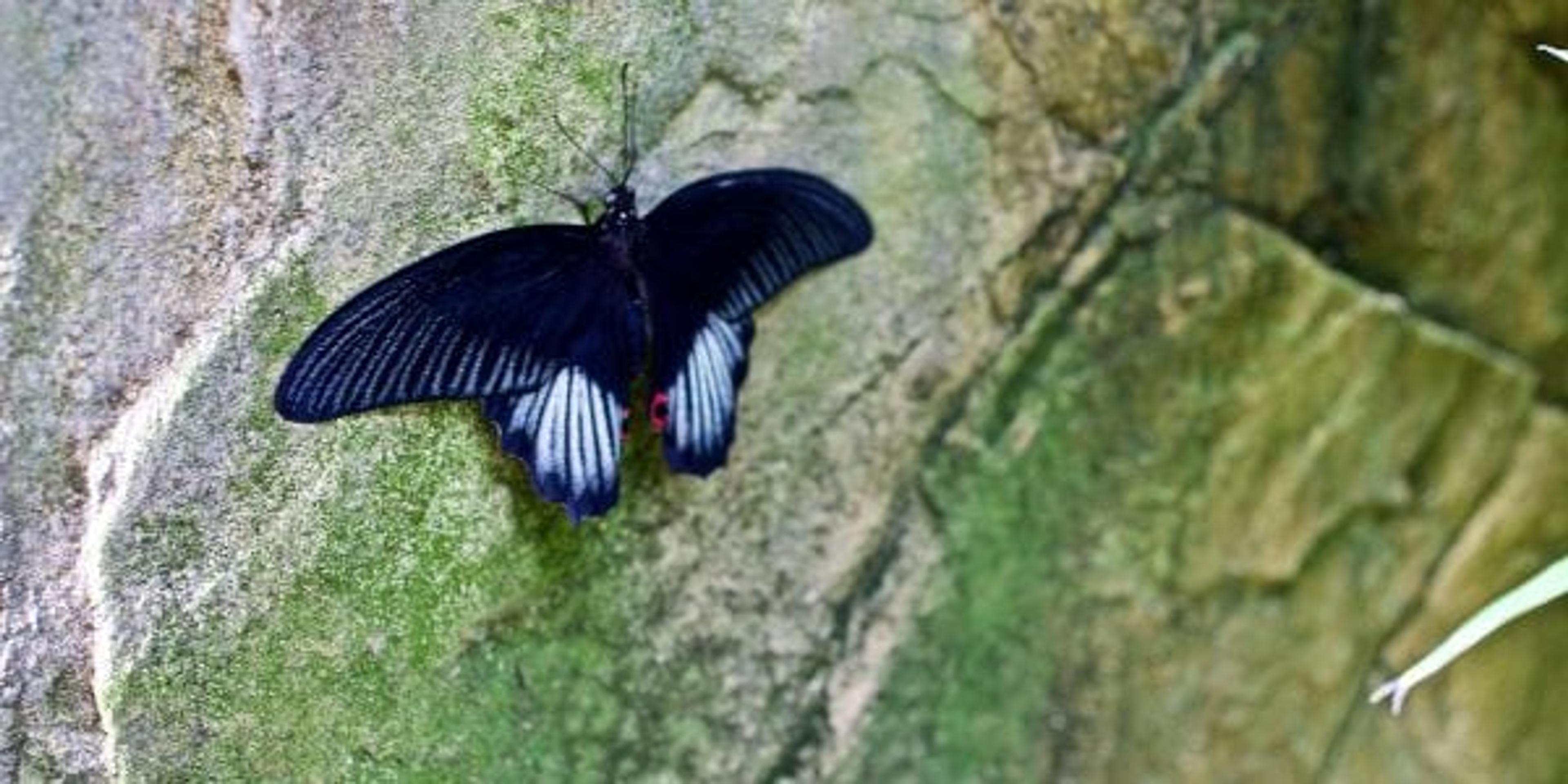 Image of a butterfly on a wall.