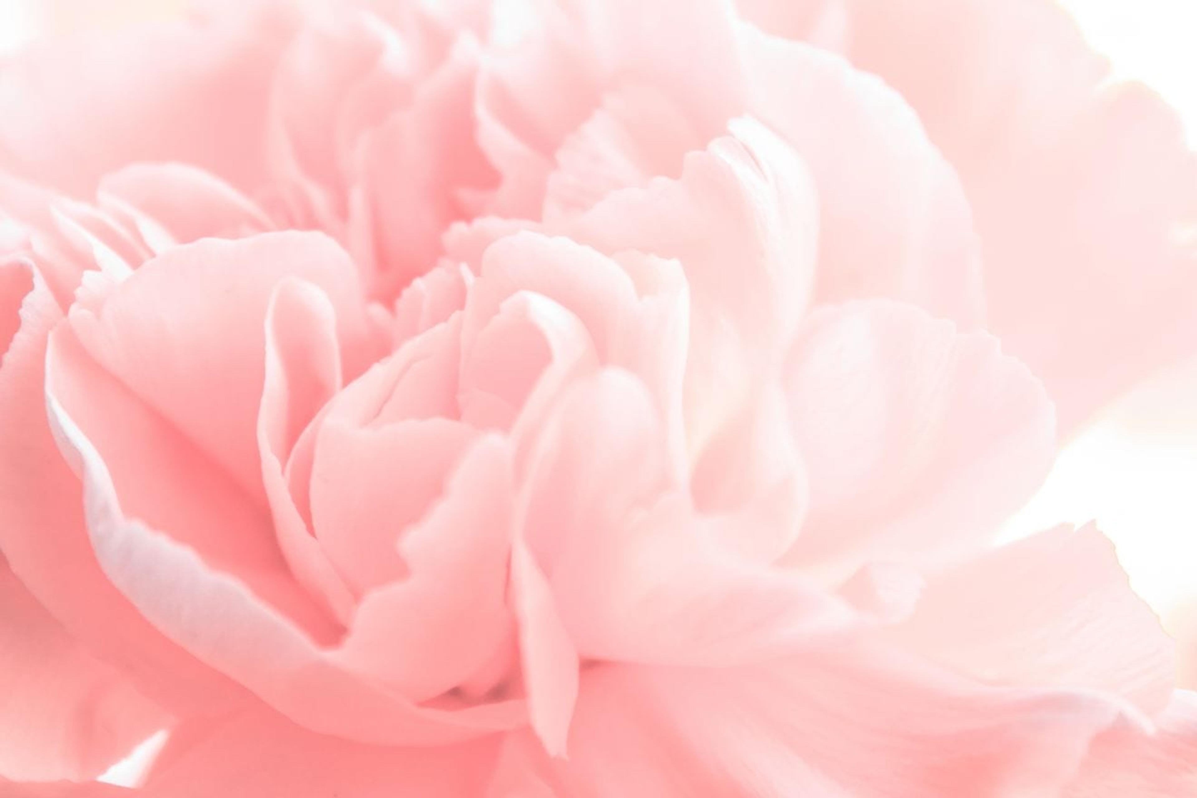 Pretty pink rose, shot close up