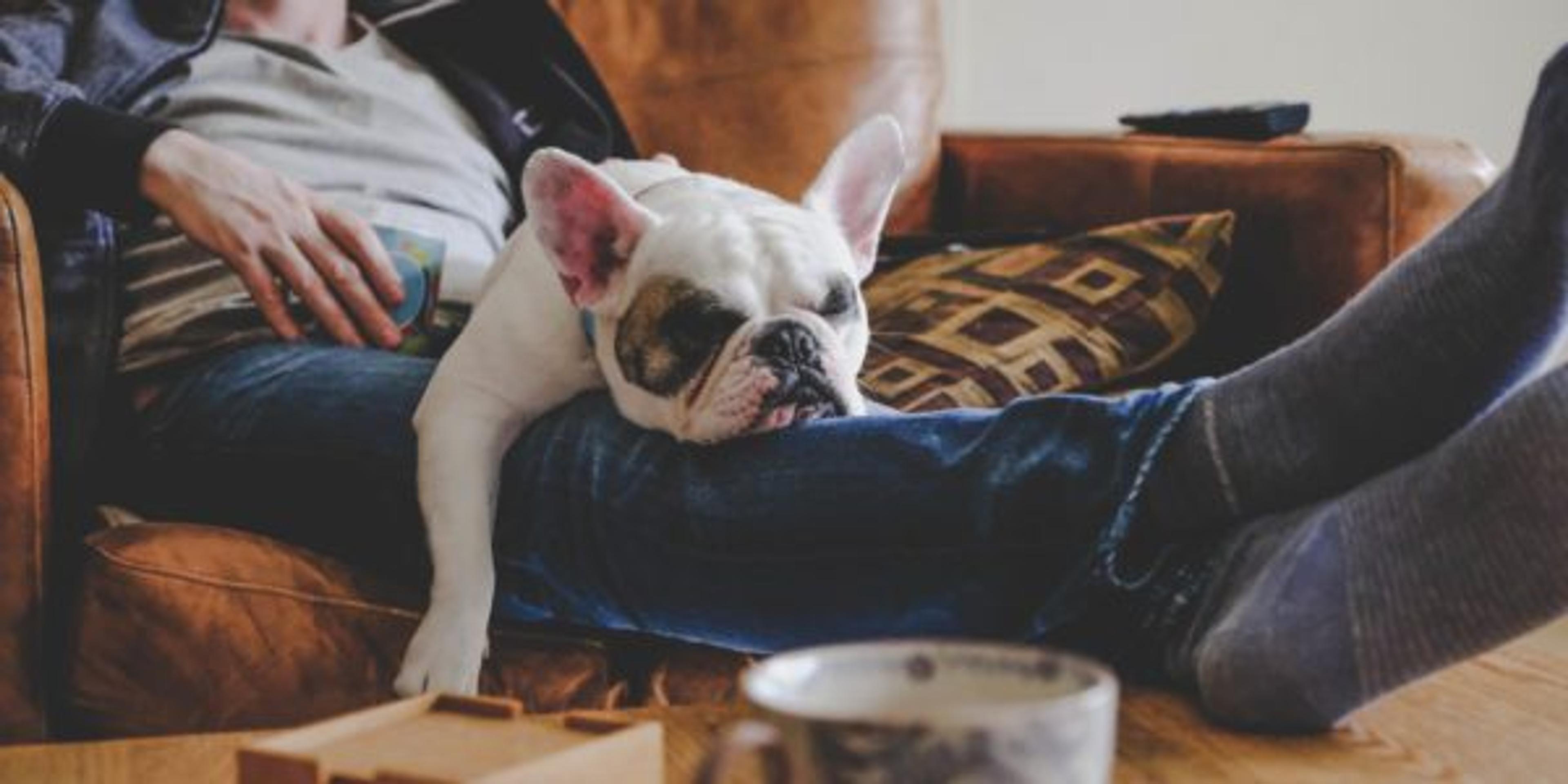 Man spending a lazy afternoon with his dog, a French Bulldog